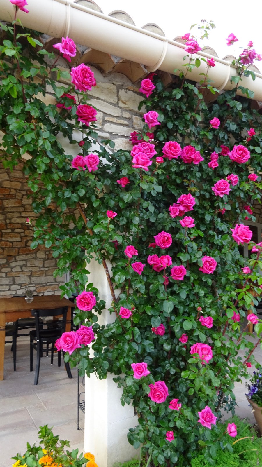 🌸 Warum der Mai im Frigoulet einfach magisch ist 🌸
Der Mai ist der Monat, in dem die Ardèche in voller Blüte steht: Die Tage sind angenehm warm mit Temperaturen zwischen 18–22 °C, die Natur explodiert förmlich – Lavendelfelder beginnen zu duften, und die Wälder sind voller Leben. Es ist die perfekte Zeit für Aktivitäten wie Biken, Wandern oder Kanufahren, bevor die Sommerhitze einsetzt.
Im Mai erwarten dich:
🌸Blühende Landschaften: Lavendelfelder und grüne Wälder bieten eine atemberaubende Kulisse.
Ideales Wetter: Angenehme Temperaturen und viele Sonnenstunden laden zu Outdoor-Aktivitäten ein.
Weniger Touristen: Genieße die Ruhe und entdecke die Region ohne Menschenmassen.
Kulinarische Highlights: Frische Produkte auf den Wochenmärkten und regionale Spezialitäten warten darauf, entdeckt zu werden.
📣 Es sind noch freie Plätze für die kommenden Wochen verfügbar! Nutze die Gelegenheit und buche deinen unvergesslichen Frühlingsurlaub im Domaine du Frigoulet.