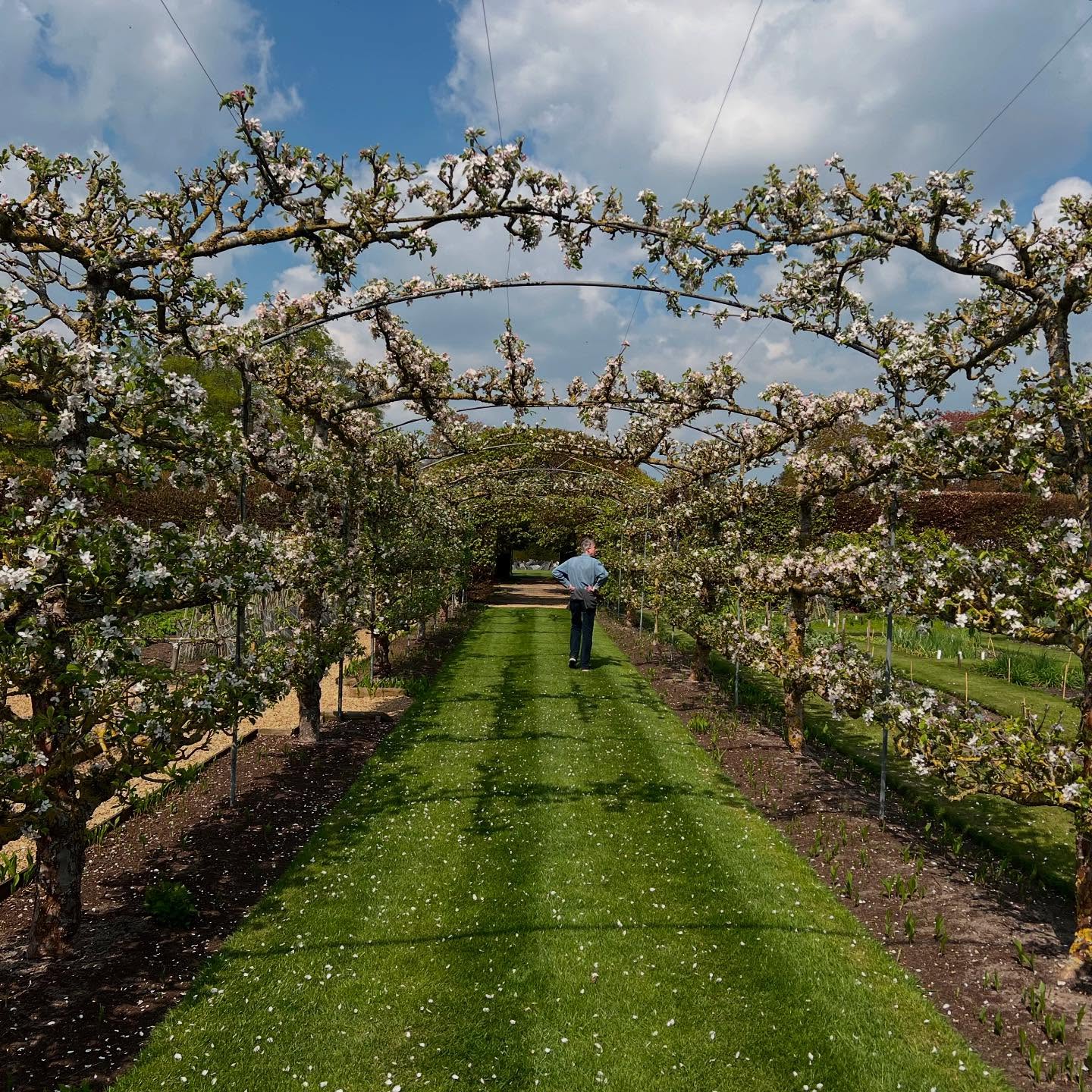 The applewalk in the @houghton_walled_garden