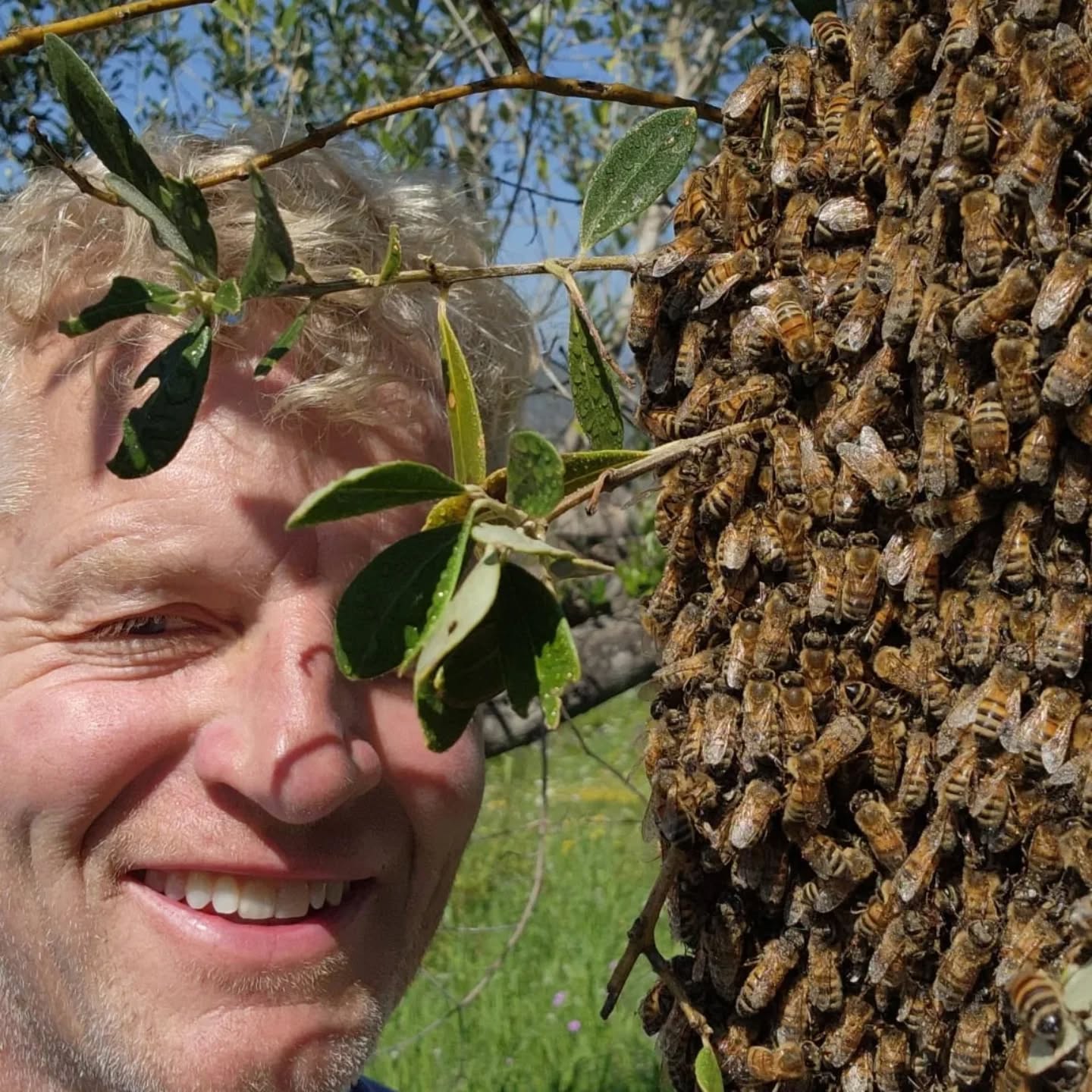 We had one of our bee hive swarm. We saw it and were lucky to catch it!
For anyone curious about why bees swarm. Bee swarm is their way of colony reproduction and splitting a colony into two. Usually occurs when an existing hive becomes overcrowded. The old queen takes a portion of the colony to establish a new home elsewhere.
#beekeepers #countrysidelife #italycountryside #italy_vacations