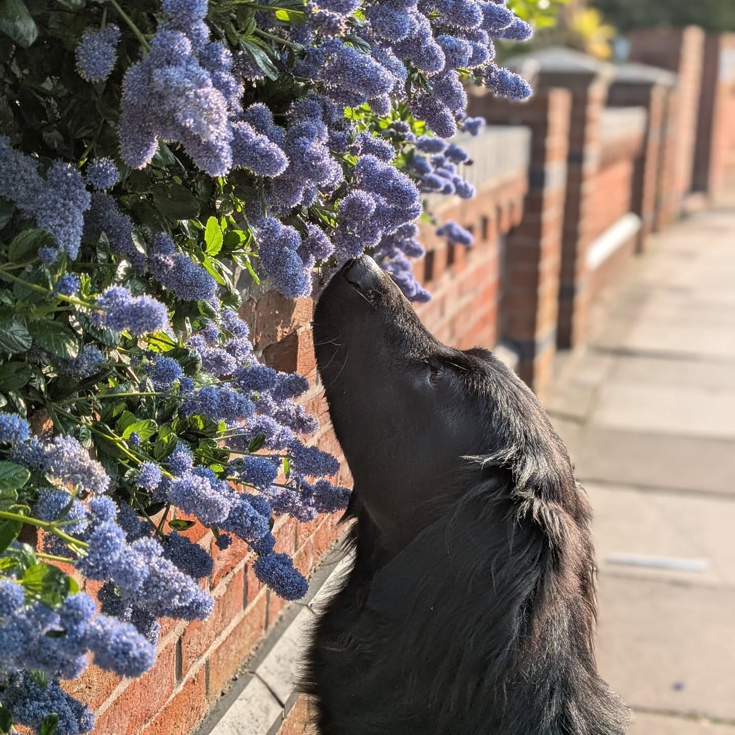 Quietly optimistic.
We just had the best walk.
Walked to the park, watched squirrels, ignored most dogs - including a male dog who was VERY interested in her, and all people.
On the walk back she took treats so I could do counterconditioning and training!
Got back she's eaten breakfast straight away, and has settled herself in the sun.
Compared to the beginning of her first season, she went off her food, lost 5kg!, became people reactive, and hyperfixated on dogs, and lost interest in us/training/treats... I'm holding my breath and hoping this season is going to be easier!
#reactivedog #secondseason #girldogproblems