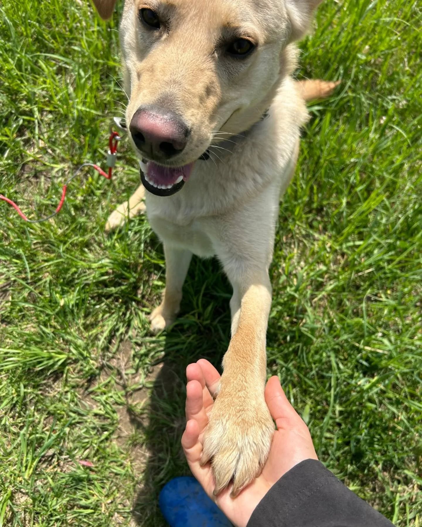 Lubić się z własnym psem.
Nie tylko go kochać, nie tylko opiekować się nim „bo trzeba”, nie tylko szkolić, żeby „się słuchał”.
Lubić — czyli chcieć z nim być. Z ciekawością patrzeć, jak się rozwija. Chcieć zrozumieć, jak działa jego głowa i ciało.
To działa w dwie strony. Bo pies, który czuje się widziany, rozumiany i traktowany z szacunkiem — też chce być z człowiekiem. Nie „bo smaczki”, nie „bo nie ma wyjścia”. Tylko dlatego, że przy tym konkretnym człowieku czuje się dobrze.
To nie znaczy, że zawsze jest łatwo. Ale to znaczy, że razem warto.
A co dla Ciebie znaczy „lubić się” ze swoim psem?
Opowiedz w komentarzu.
#pies #życiezpsem #relacjazpsem #przyjaźń #szkoleniepsa #zrozumiećpsa #merdumerdu #paulinakuźmińska #szczęście