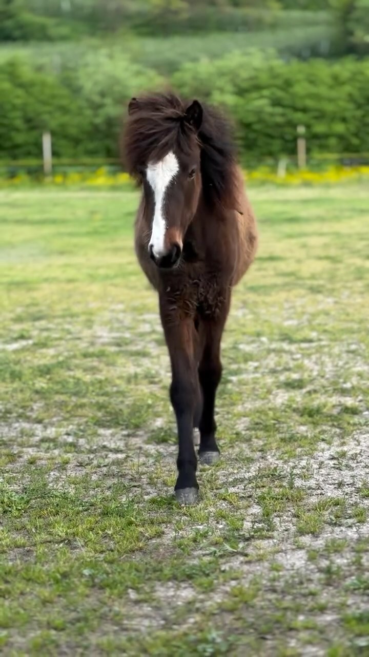 Platina vom Schlössl – geboren 2024 &
Tochter meines Hengstes Dux fra Kalstrupgård.
Sie ist mehr als nur hübsch – sie ist eine Erscheinung. Majestätisch, präsent, mit einer Ausstrahlung, die man nicht übersehen kann.
Als sie mir heute auf der Weide entgegenkam, im Schritt, vor der Kulisse der Berge – da war klar: Sie bleibt im Herzen.
Platina vom Schlössl nata nel 2024 &
figlia del mio stallone Dux fra Kalstrupgård.
Non è solo bella - è maestosa. Ha una presenza che cattura lo sguardo e resta impressa.
Quando oggi è venuta verso di me al passo, con le montagne sullo sfondo, ho sentito: lei lascia il segno.
#jungpferd #fohlen2024 #platinavomschlössl #duxfrakalstrupgård #pferdezucht #jungpferdeliebe #majestic #fohlenliebe #horsebreeding #equinebeauty #younghorse #stutfohlen #horsesofinstagram #fohlenpower #cavalliislandesi #alpscoliseum #amelievonlongo