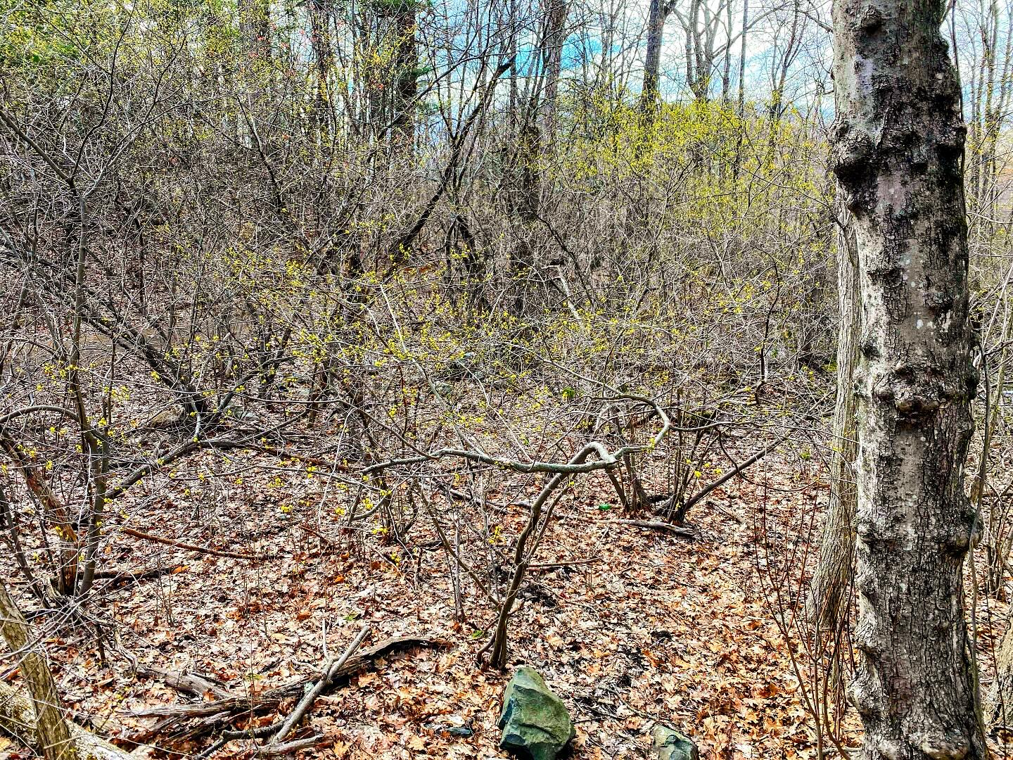 Mmm…that spicy smell from Lindera benzoin just can’t be beat. Early spring is a good time to find spicebush in bloom with the forest still not leafed out. Spring is sprung!