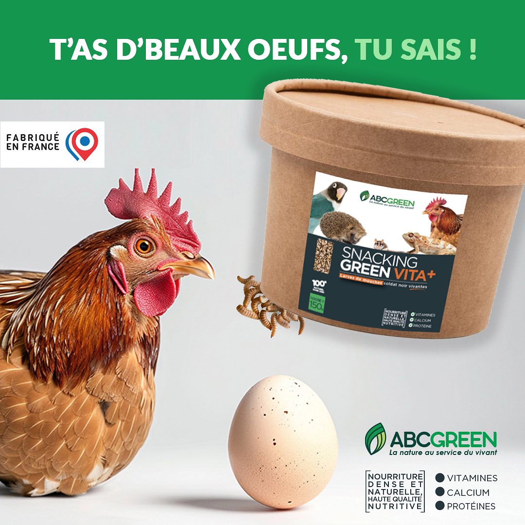 SNACKING GREEN VITA+® est un aliment 100% naturel ne contenant aucun additif chimique, destiné à tous les animaux insectivores et omnivores. Les larves de mouches soldat noires (Hermetia illucens) sont nourries exclusivement avec des matières d’origines végétales et sont naturellement riches en protéines, acides gras essentiels, vitamines et minéraux.
SNACKING GREEN VITA+® est un aliment attractif et odorant qui procure aux animaux vitalité et santé. Ses propriétés probiotiques améliorent les défenses immunitaires tout en apportant l’ensemble des éléments nutritionnels nécessaires à la bonne croissance et à la bonne santé des animaux. #economiecirculaire #agriculturebiologique #poule #naturel
@agricityinfo @elevagedepouletsnains @autonomie_potager_elevage