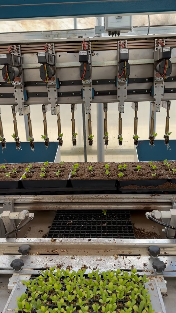 Watch magic at work! While most of our products are planted by hand by our amazing planters, this little machine comes in handy with some of our big bulk plantings. Riley, Ellen and Heather (behind the camera) working the line to get some weekend planting done!