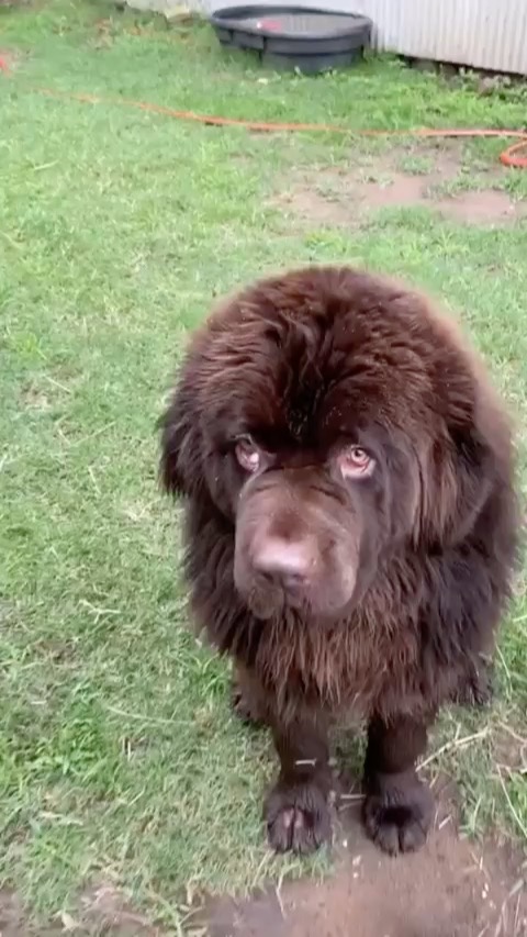 Biss and Olee just stopping in to say hello!
#bestfriends #dog #duck #animals #newfoundland