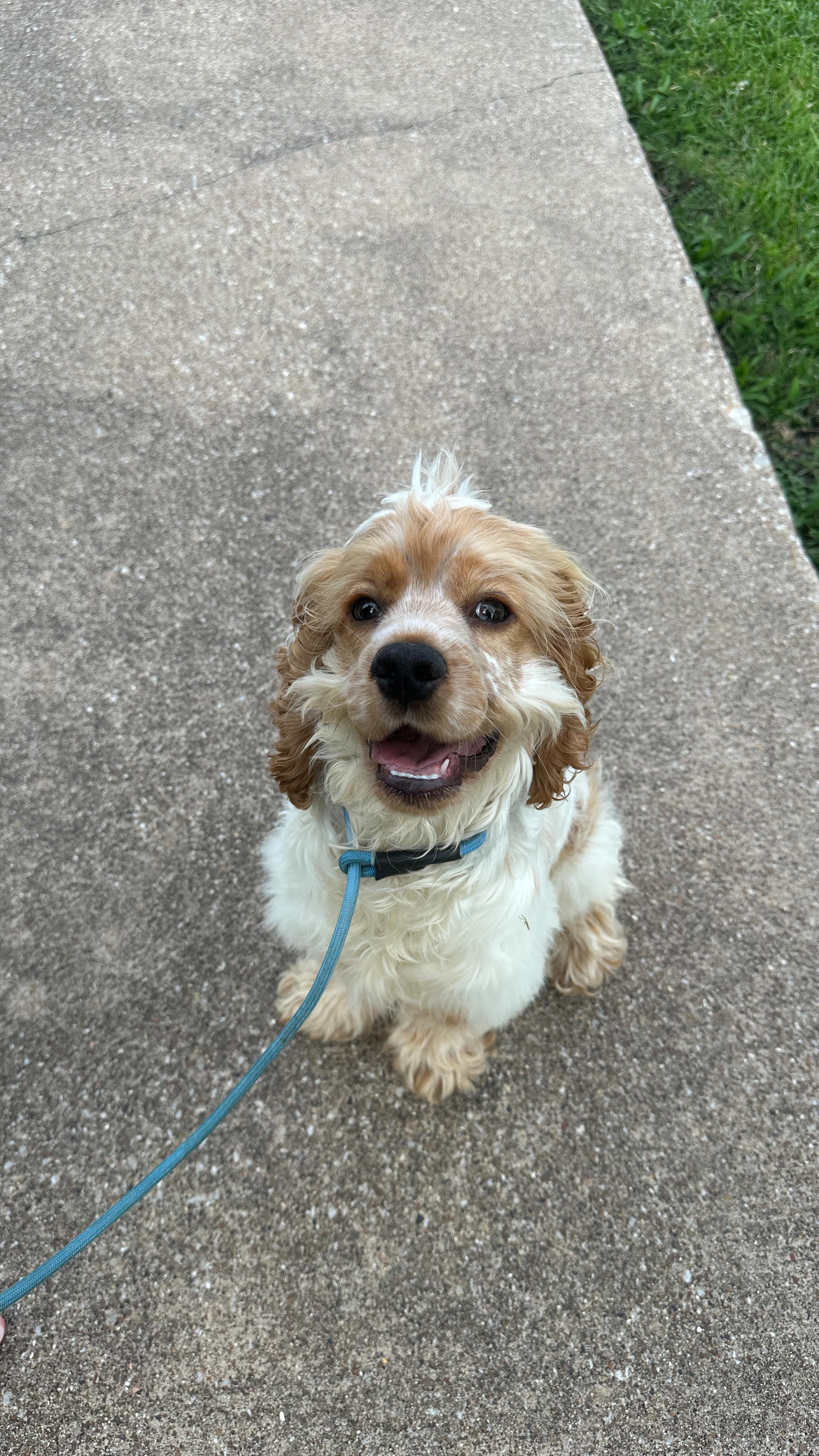 Some clips from our afternoon training session with Gordo. He’s catching on very quickly with his obedience and leash manners. The only thing he struggles with is doing nothing but that will come with time 😁 after every session we love to end with playing with a toy 🥰
#dogtraining #puppytraining #dogtrainer #obediencetraining #cockerspanielpuppy