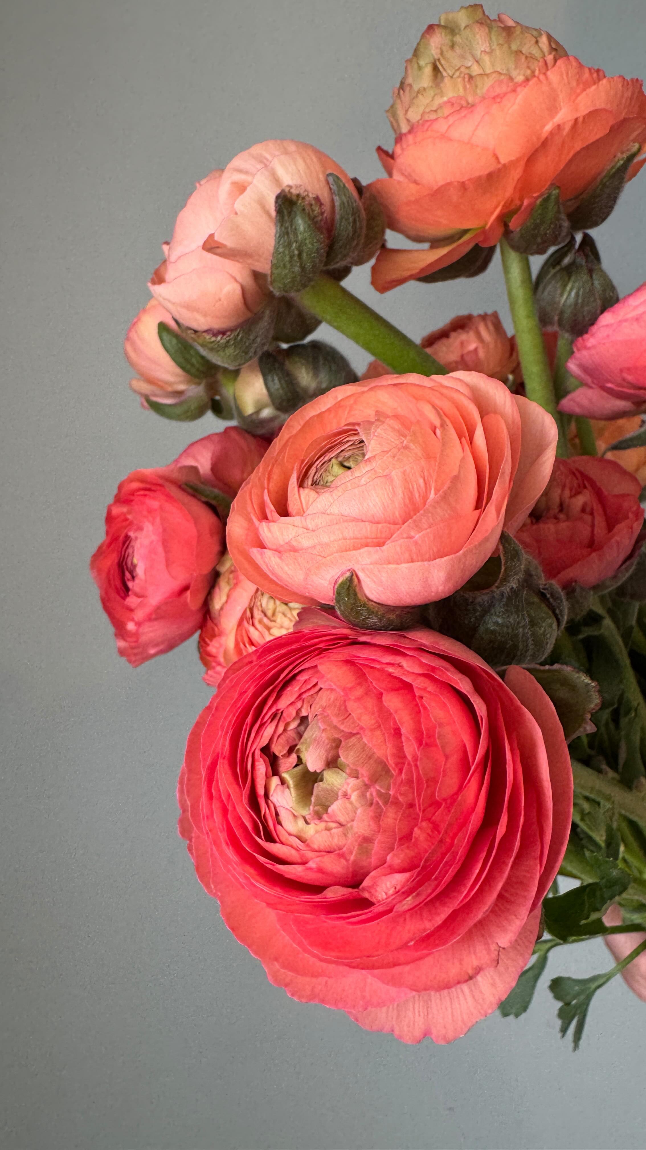 Nothing better than an office full of flowers getting prepped for weddings this week!
I work hard to make sure the flowers I deliver to my florists are ready to go into their designs without the extra fuss of coaxing blooms open. The payoff? An office full of flowers.
Can’t wait to see the beautiful designs these flowers end up going into!
#utahweddings #utahflorist #utahweddingflowers #makeutahbloom #utahflowerfarm