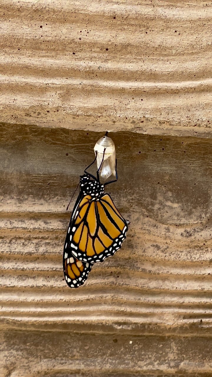 Get early access + a free butterfly journal.
Sign up at the link in bio â the countdown has started.
#ButterflyKits
#ButterflySanctuary
#RaiseButterflies
#NatureAtHome
#HandsOnLearning
#Blackborg
#ButterflyLifeCycle
#ButterflyGarden
#Pollinators
#SpringLearning
#HomeschoolNature
#OutdoorEducation