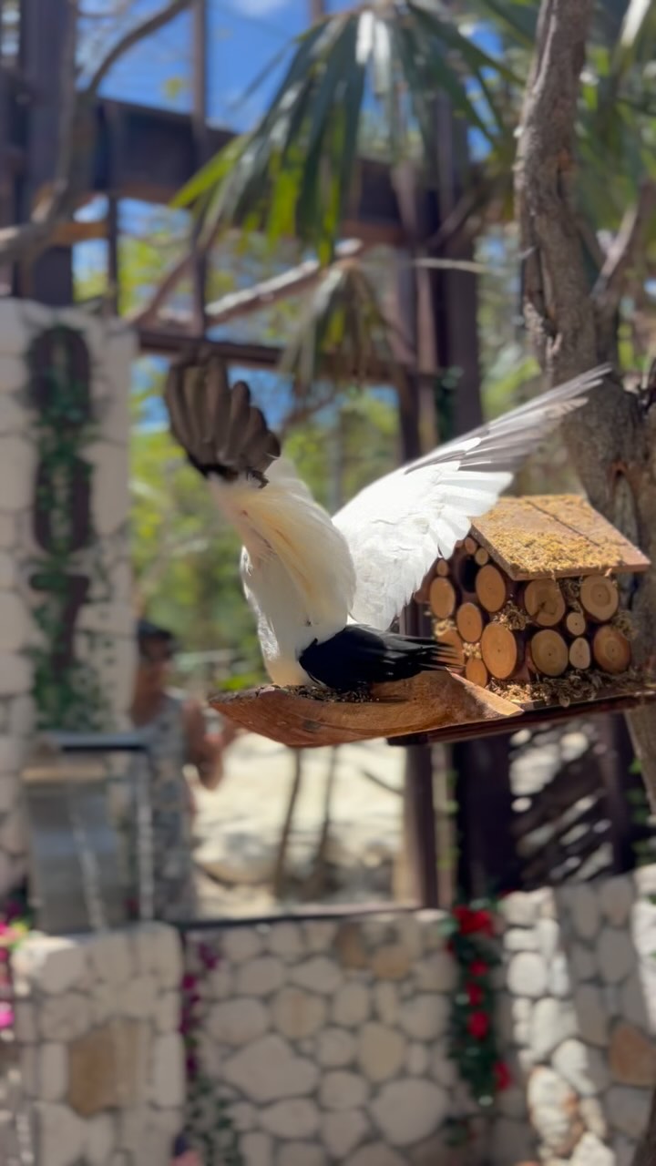 Life is simply incomplete without EXOTIC BIRDS!🦅 🪶 ❤️🪹….Come and Experience our brand New Aviary nestled in the forest at #oasisocean7beachclub!
#roseislandswimmingpigs #birds #birdwatching #exoticbirds #roseisland #roseislandbahamas #booknowthankmelater❤️