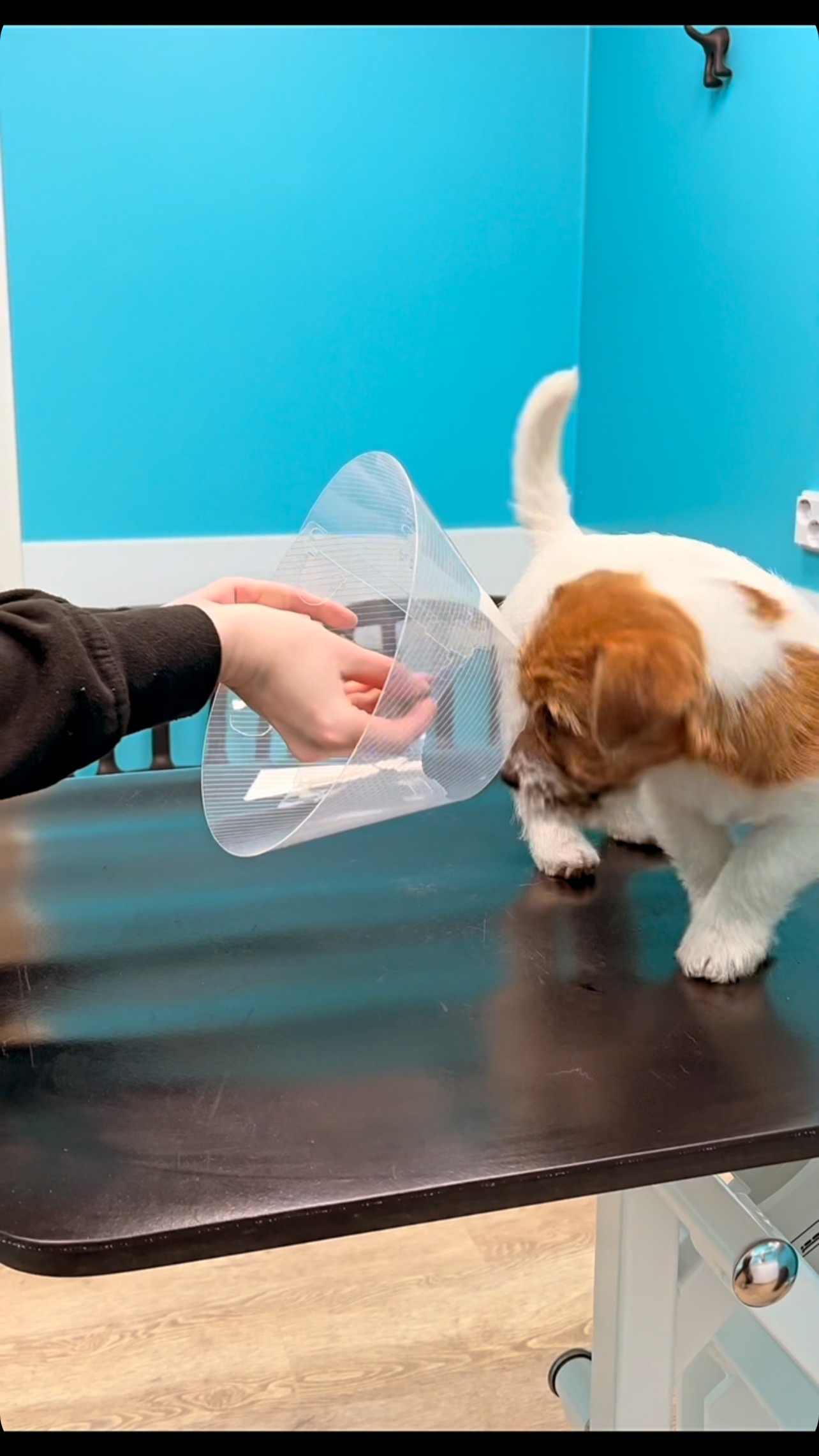 Urhon klinikka koulussa harjoiteltiin tĂ€nÀÀn kauluriin totuttamista! đ©șđ©”