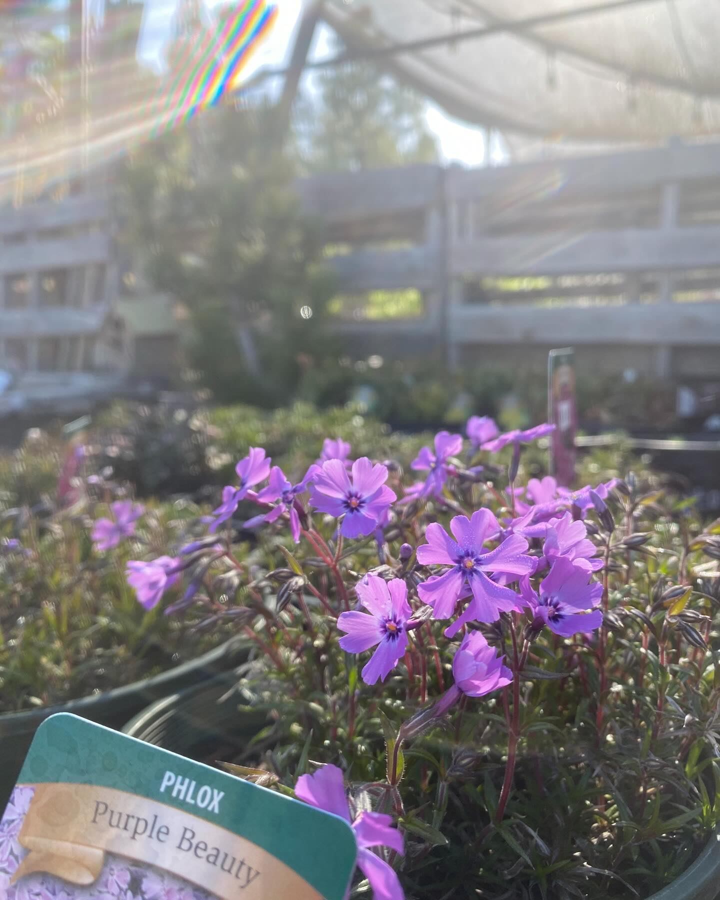 Earth Day is tomorrow April 22nd! How are you going to celebrate??❤️🌎
We will be closed Tuesday and Wednesday so stop by today (Monday) if you want to plant something new to support your garden ecosystem!
🐝We have flowering perennials that pollinators love, and survive our winters. They make great homes for the beneficial insects to stay protected in the winter and better help your garden the following season 🐞🦋
🪱🍬Looking to bring your soil back to life? We also carry @soilcandyshop local soil builder that sweetens soil back to the richness your plants deserve
🐑Perhaps you want to try a locally crafted wool pellet fertilizer from our friends Harvey Farms out in Calpine to celebrate your garden and community!🐑🌱
We are open Thursday-Monday // 9am-4pm