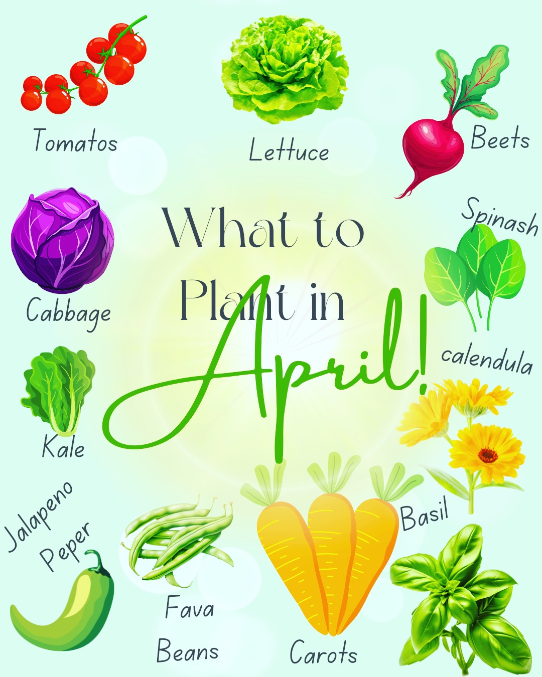 🌱 April is for planting dreams. 🌸
We’re officially in that sweet spot where the soil’s waking up and our garden plans start coming to life. Here’s what’s going in the ground this month:
🥕 Carrots – for those crunchy, homegrown snack moments
🍅 Tomatoes – because nothing beats a sun-warmed tomato off the vine
🥬 Lettuce – fresh greens all spring long
🌿 Basil – pesto season is loading…
🫑 Peppers – spicy, sweet, we love them all
🥒 Cucumbers – hello, summer salads and pickles
🌻 Sunflowers – planting joy, literally
🌼 Marigolds – for the pollinators and the vibes
We’re out here chasing sunshine, dirty hands, and the first signs of green. April is all about hope, growth, and a little bit of mud under your nails 🌿✨
What’s going in your garden this month? Drop your favorites below 👇
#AprilPlanting #GardenSeason #GrowYourOwnFood #FromSeedToBloom #UrbanGardener #HomesteadVibes