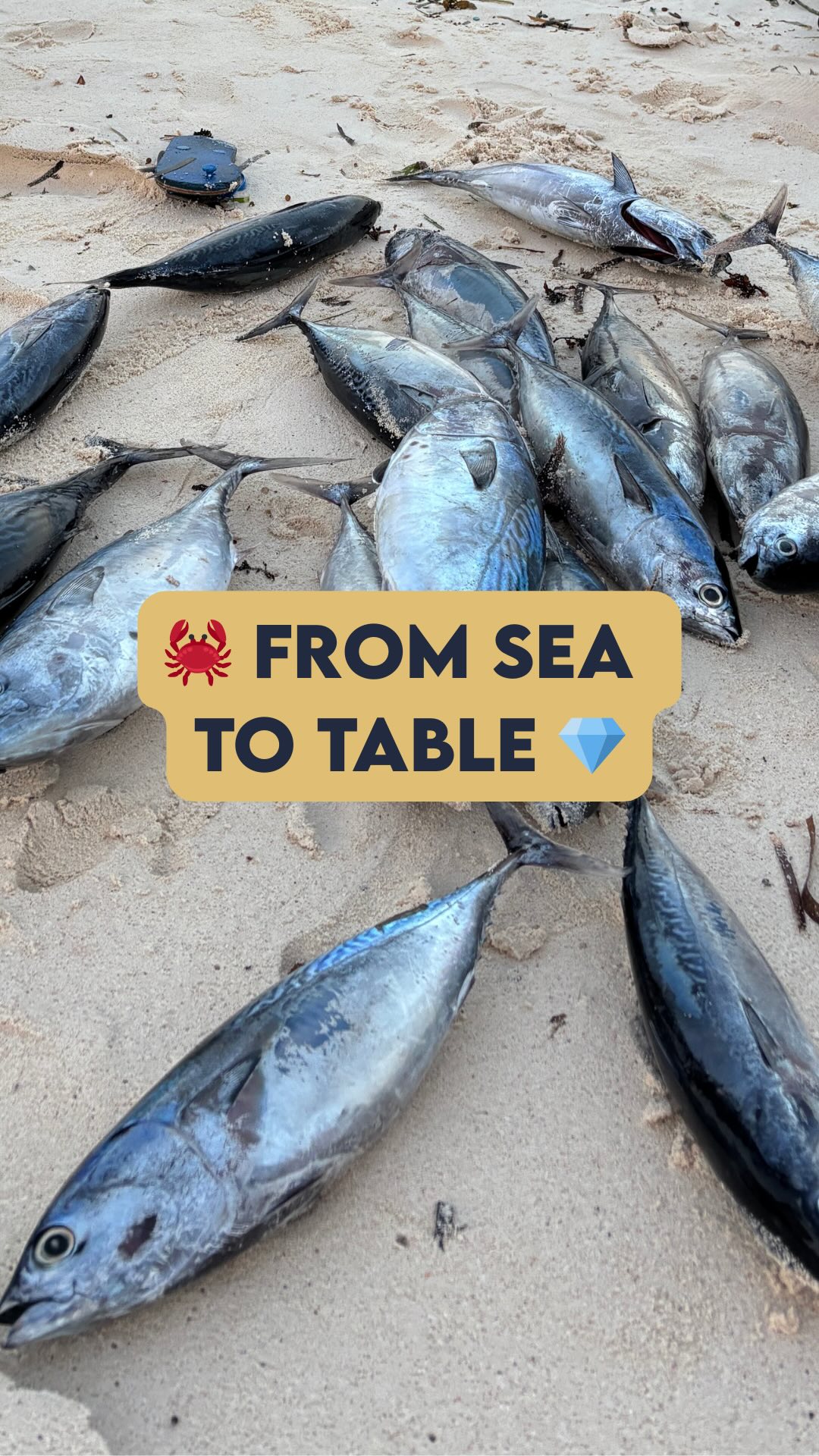 😍 Every day, right on the beach in front of Villa Thamani, local fishermen arrive with the day’s fresh catch 😋
Tuna, mackerel, sea bass, snapper, and octopus are laid out on the shoreline—a natural display where locals and visitors alike can bargain for fish (just €3–4 per kilo 😮)
It’s an authentic tradition you’ll only experience here!
👨🏿🍳 And if you’d like, we offer an optional private chef service: from sea to table, enjoy a simple yet unforgettable lunch or dinner right on our private beachfront.
💎 The beauty of feeling at home, far from everything ↔️ www.villathamani.com