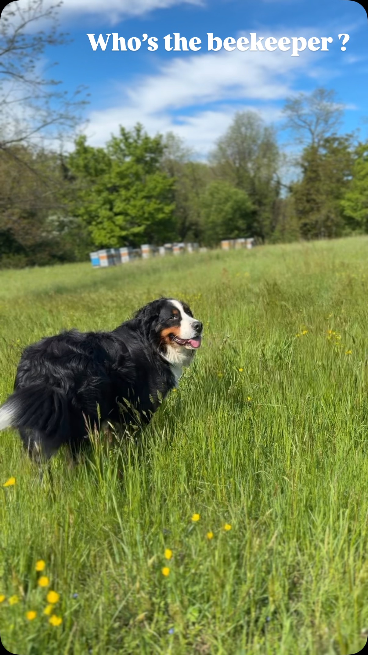 Charly in «who’s the beekeeper ?»
Que penses tu de ses premiers pas au cinéma ?
#beekeeping #beekeeperlife #beekeeperfrance #beekeepersofinstagram #apiculture #apiculturefrancaise #abeilles #mieldeproducteur #terroirdefrance #naturefrancaise #slowmade #localhoney #mieldeterroir #passionapiculture #honeylove #campagnedefrance #frenchcountryside #bouvierbernois #bernese #bernesemountaindog #bigdoglove #chiendecompagnie #dogandnature #hikingwithdogs #lifeinthecountry