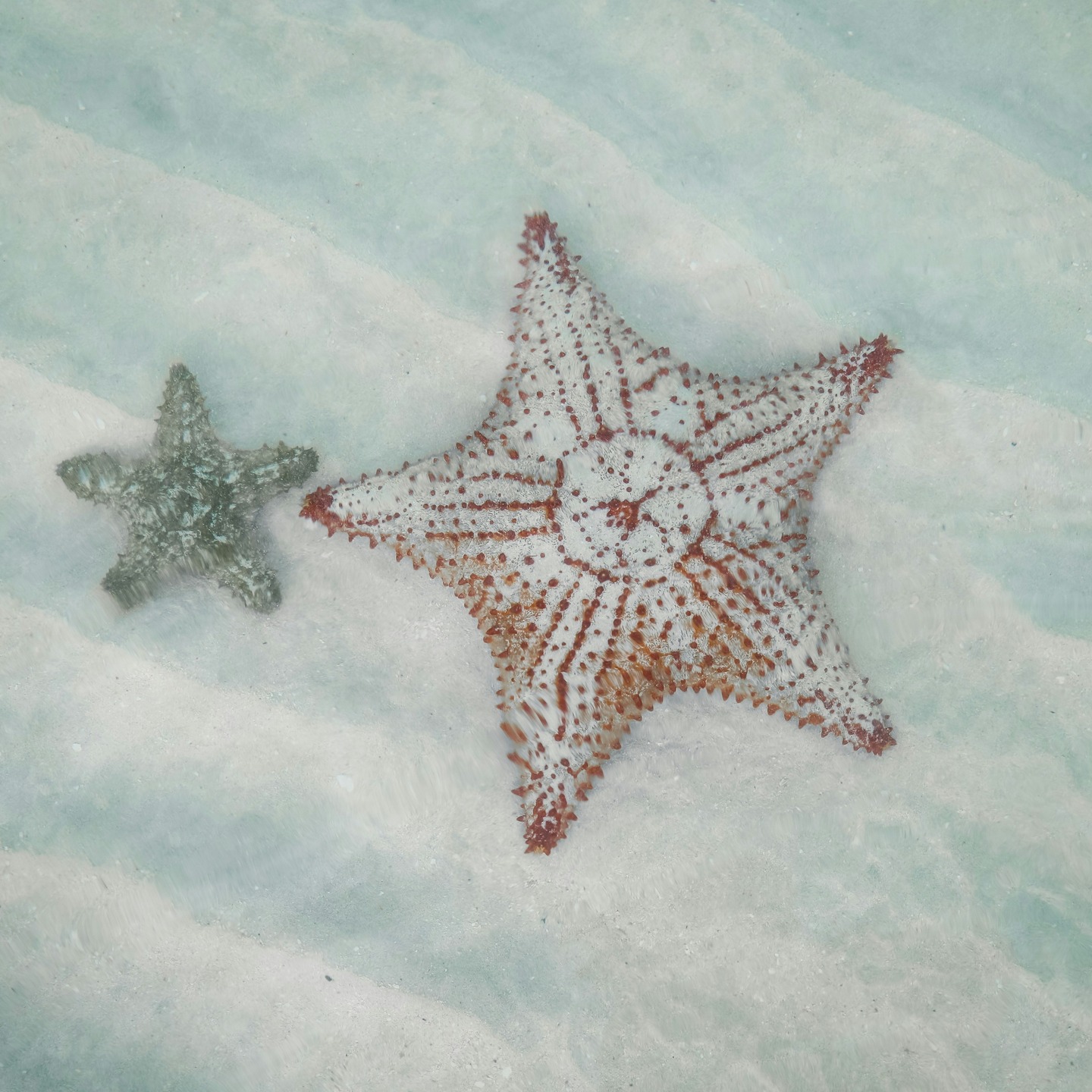 ⭐
.
.
.
© Taylor Beach v/ @unsplash
.
.
.
#180editions #bookworm #bookstagram #booksofinstagram #litterature #book #books #livre #instabook #instalivre #booklover #lecture #reading #bookish #mangezlocallisezlocal #starfish #etoiledemer