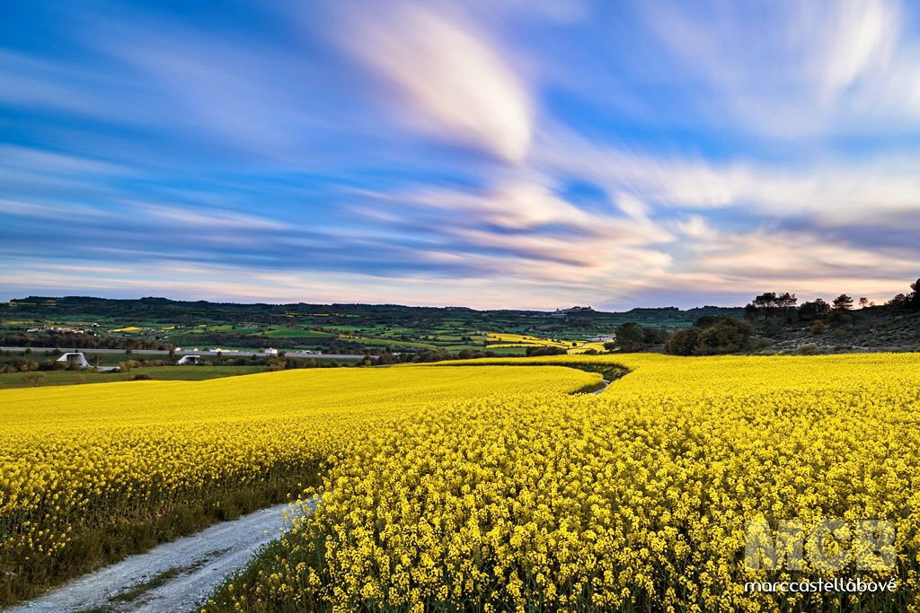 “El viatge invisible del temps”
L’horitzó respira entre els camps florits. Els núvols, allargats com paraules no dites, dibuixen la història d’un temps que no té pressa. I el camí: fidel testimoni del capítol que comença cada 23 d’abril. 🎂
Feliç Sant Jordi! 🐉🌹📚
…
#santjordi #colza #colzaflower #colzafield #brassica #brassicanapus #eltempstv3 #yellow #amarillo #primavera #spring #groc #yellowsprings #nofilter #nofilterneeded #rubinat #catalunya #catalunyaexperience #descobreixcatalunya #paisatges_de_catalunya #324eltemps #naturalovers #okcatalunya #imatgescat #naturephotography #bestnatureshot #longexposure #springcolors #cloudscape #yellowfields
…
@somsegarra @catalunyaexperience @descobreixcatalunya @descobreixterritori @cat_imatges @imatgesde_catalunya @paisatges_de_catalunya @world_bestnature @best.nature_photography @bestnatureshots @turismerural @mapassionacatalunya @catalunyanatura @espaisponent @nature_org @agricultura.cat @celscatalans @racons_rurals @raconsde_cels @ig_catalonia @meteocat @ok_catalunya @poble.de.rubinat @elrefugiderubinat @aigua_rubinat @segarraviva