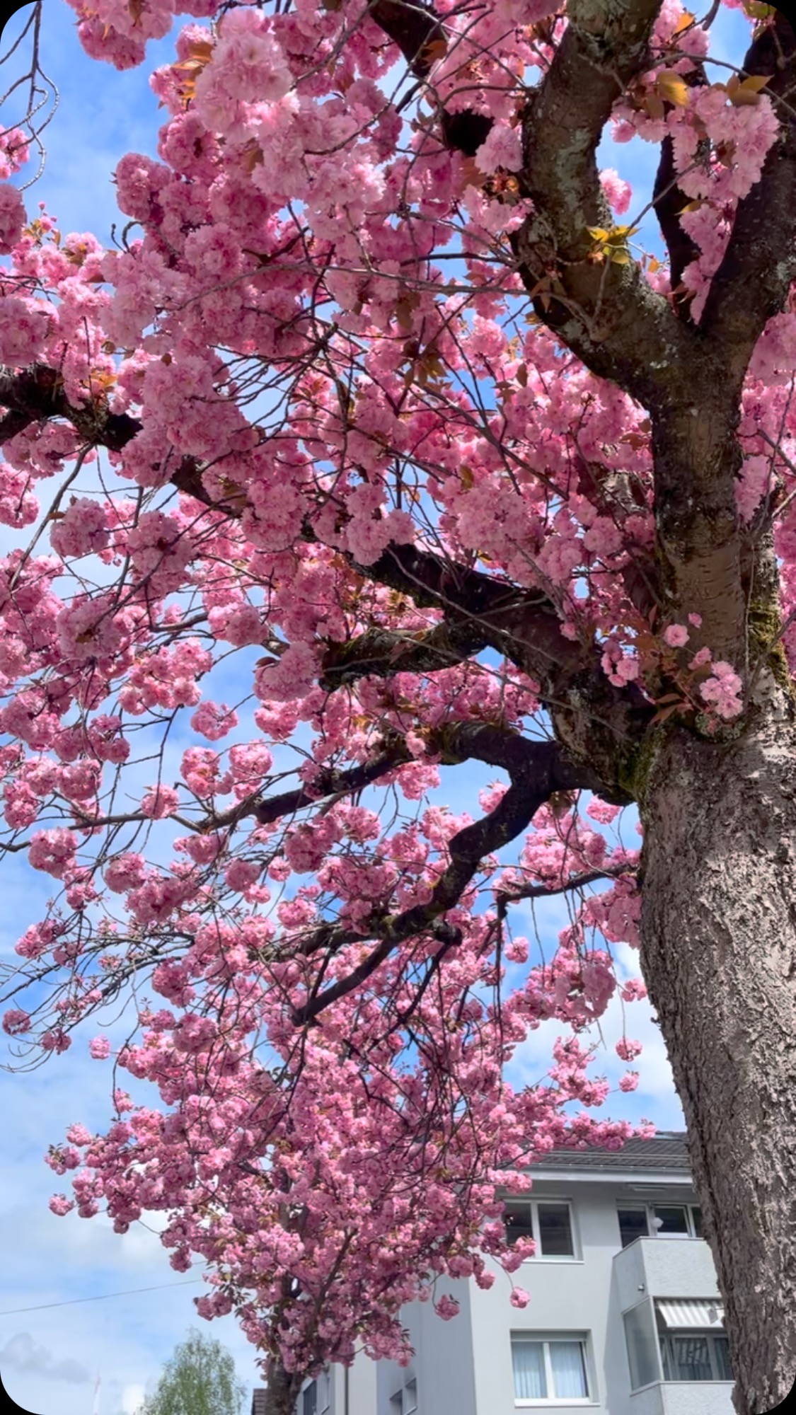 „Wenn das mal kein Grund ist, im Fibre Atelier vorbeizuschauen!
Die Kirschbäume in der Agnesstraße sehen aus wie rosa Wollknäuel – da lohnt sich ein Besuch gleich doppelt.“
#fibreatelier #cherryblossom #springtime 🌸🍃