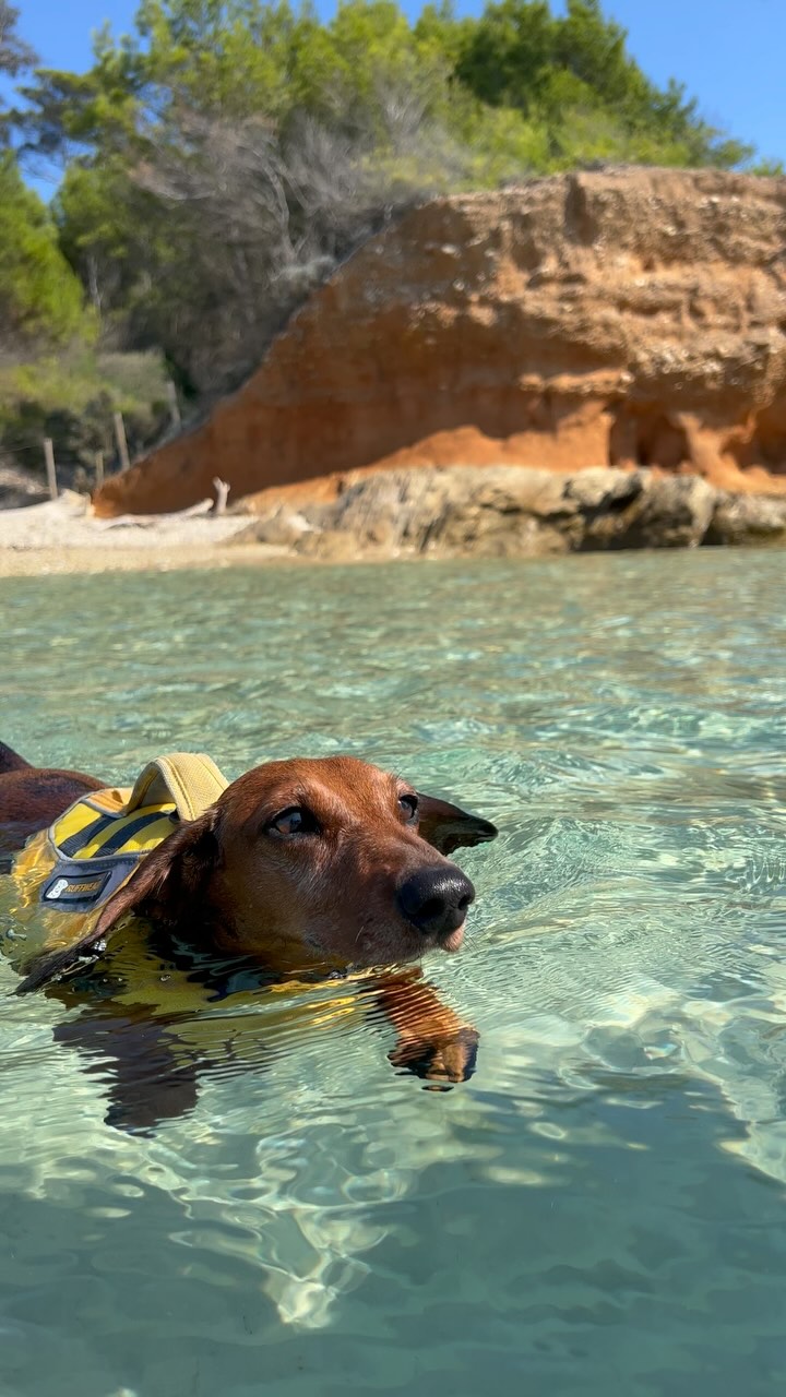 I could honestly watch this on repeat, dachshunds swimming are so adorable š„¹
#dachshund #ruffwear #southoffrance #porquerolles #sttropez #contentagency