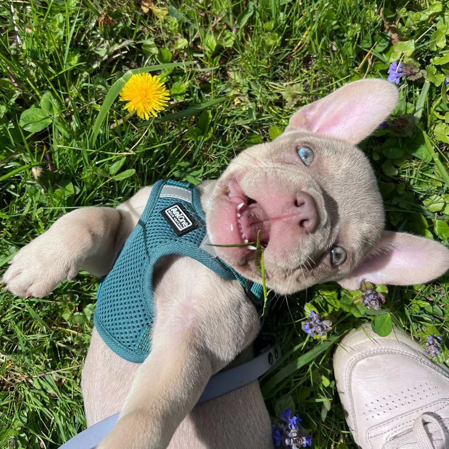 Wie süss ist den dieser kleine Frechdachs? 🥹❤️
#Nachzucht in der Farbe Isabella Tan 🥰
#AlphaBully #sportlichebulldogge #französischebulldoggen #bulldoggswithnoses #bullymitnase #healthyfrenchie #frenchiesofinstagram #sportlichefrenchies #nasenbär #retrofrenchie #französischebulldogge #französischebulldoggedeutschland #französischebulldoggeschweiz #bullysmitnase #frenchiebreeder #bulldoggezüchter