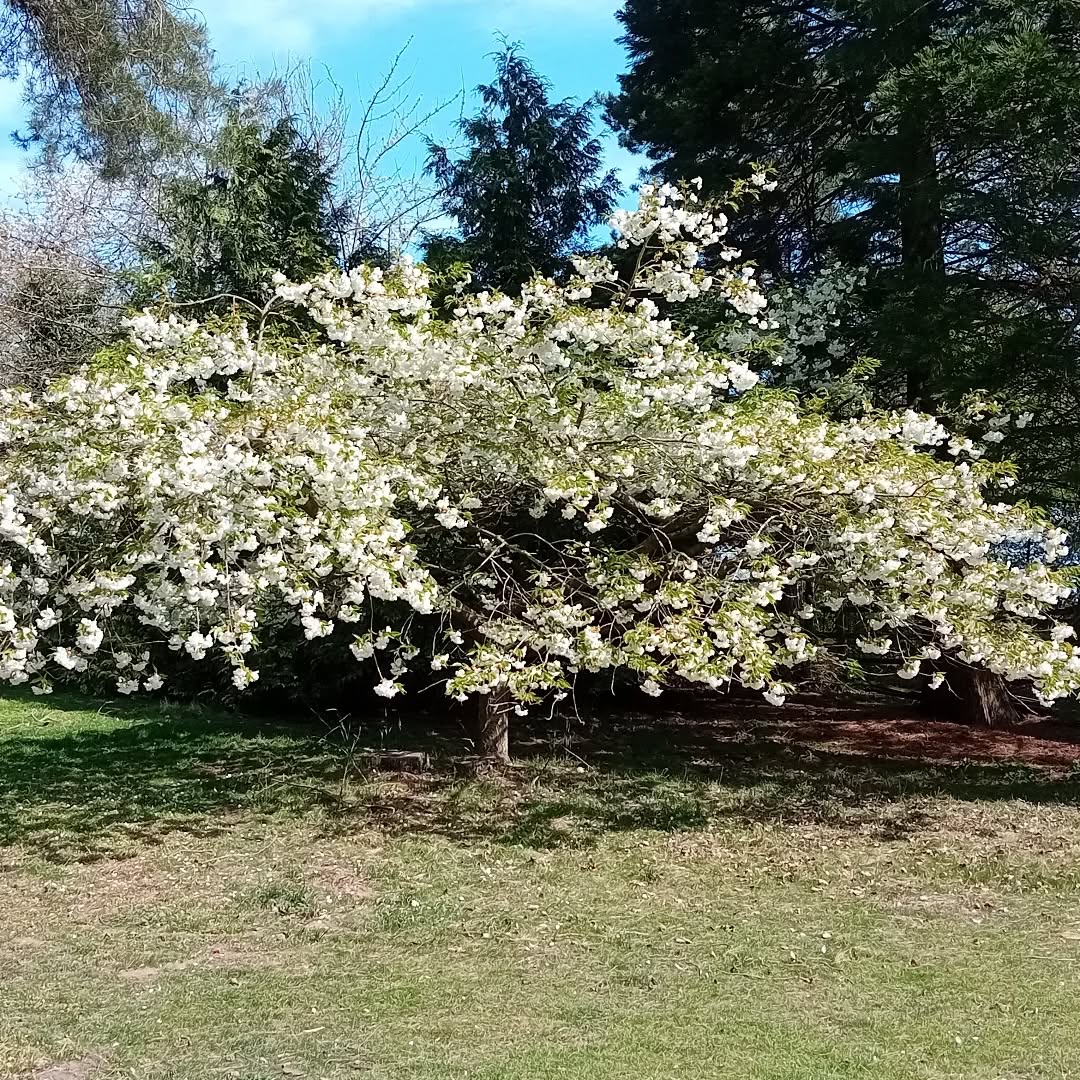 Sometimes it's just better to leave trees to speak for themselves...
