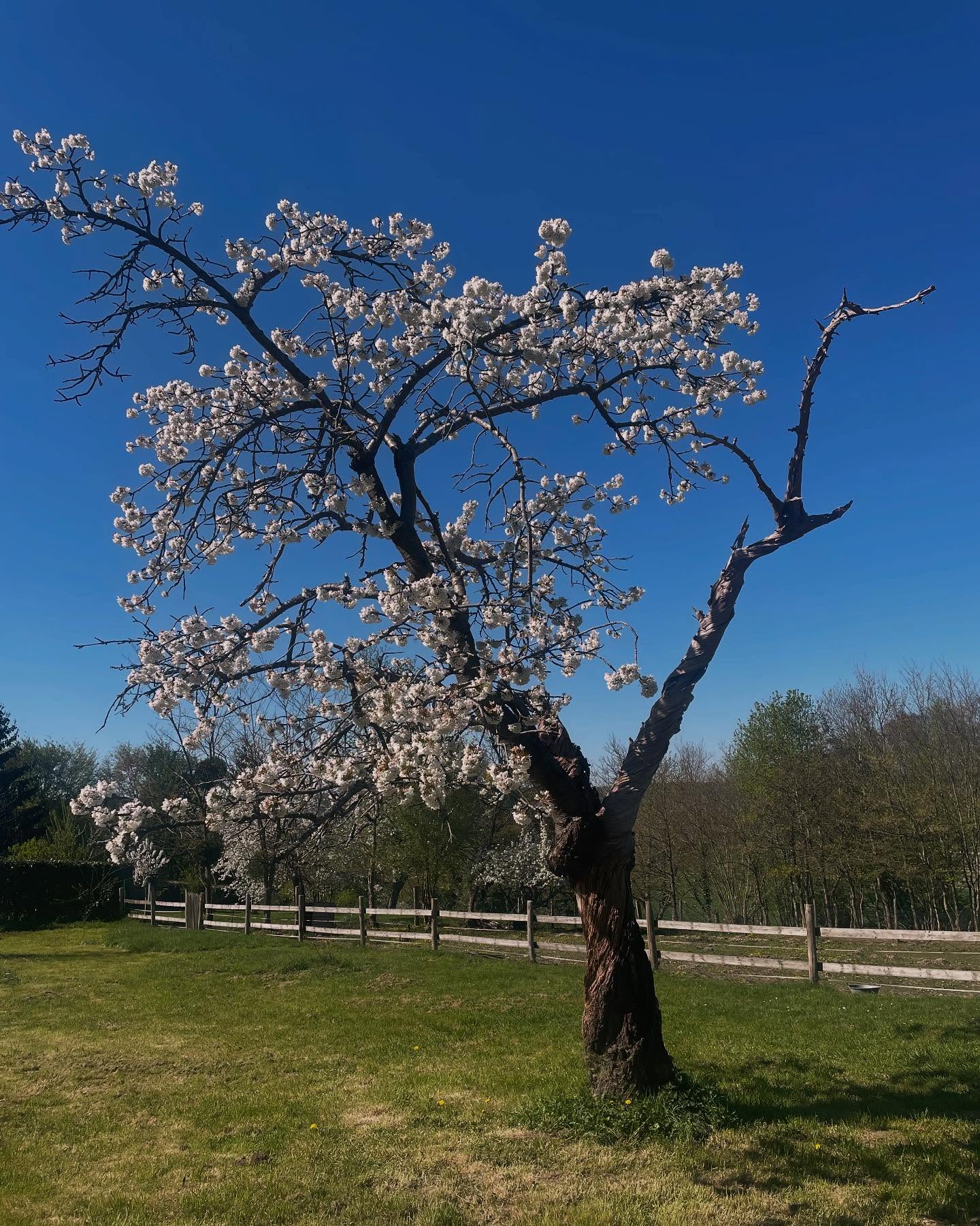 « Quelques jours seulement, et déjà le vent emporte les pétales…
La beauté du moment réside peut-être dans sa brièveté.
Sous les cerisiers en fleurs, le temps suspend son vol. »
#Hanami #CerisierEnFleurs #InstantÉphémère #NaturePoétique #Printemps2025 #normandie #maisondecampagne #maisondhotes #bedandbreakfast