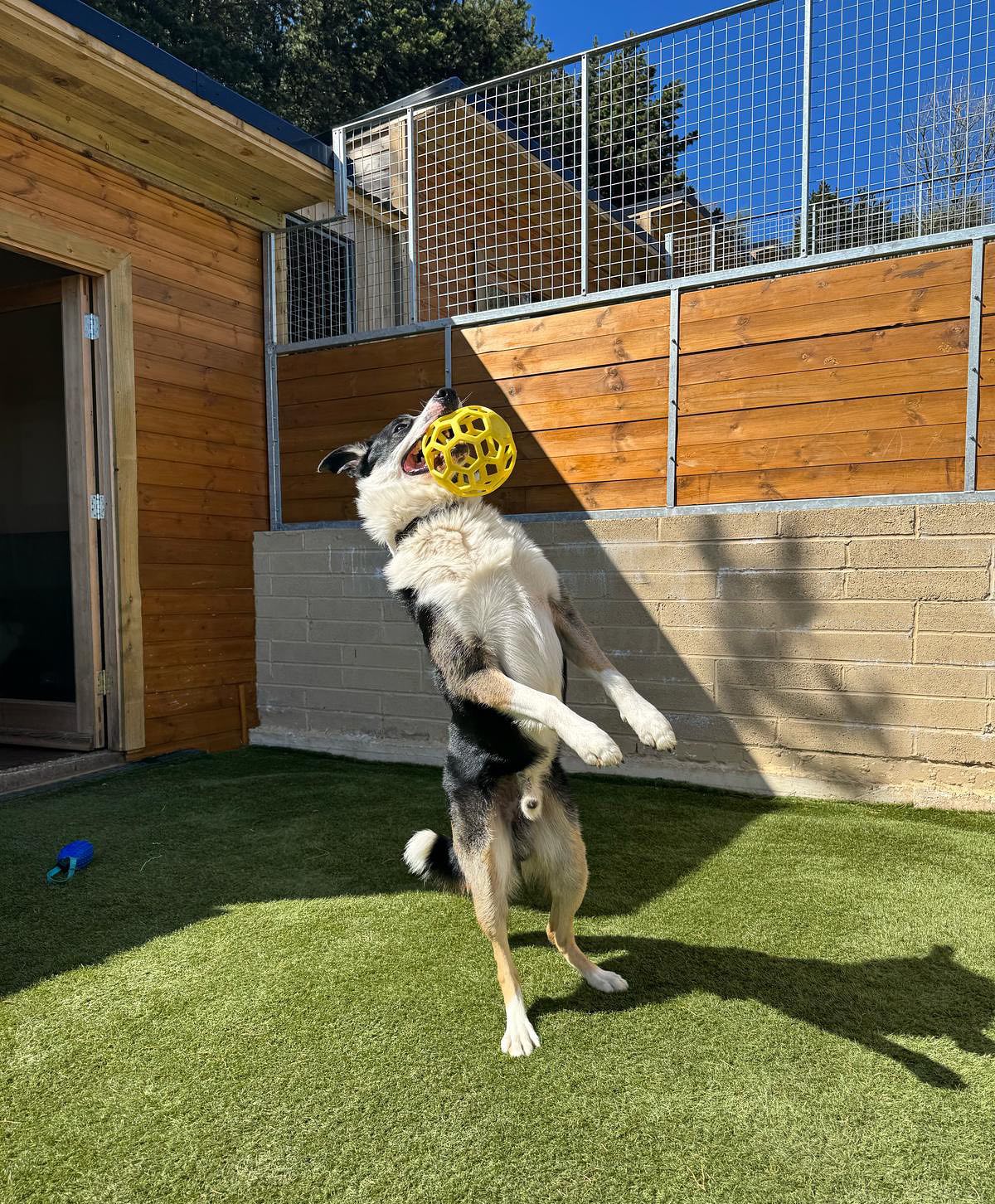 Playtime! 🏈🎾⚽️
#fetchislife #doglover #bordercollielovers #dogboarding #dogboardingkennels #dogboardingbusiness #dogkennel #collielovers #dogsholiday