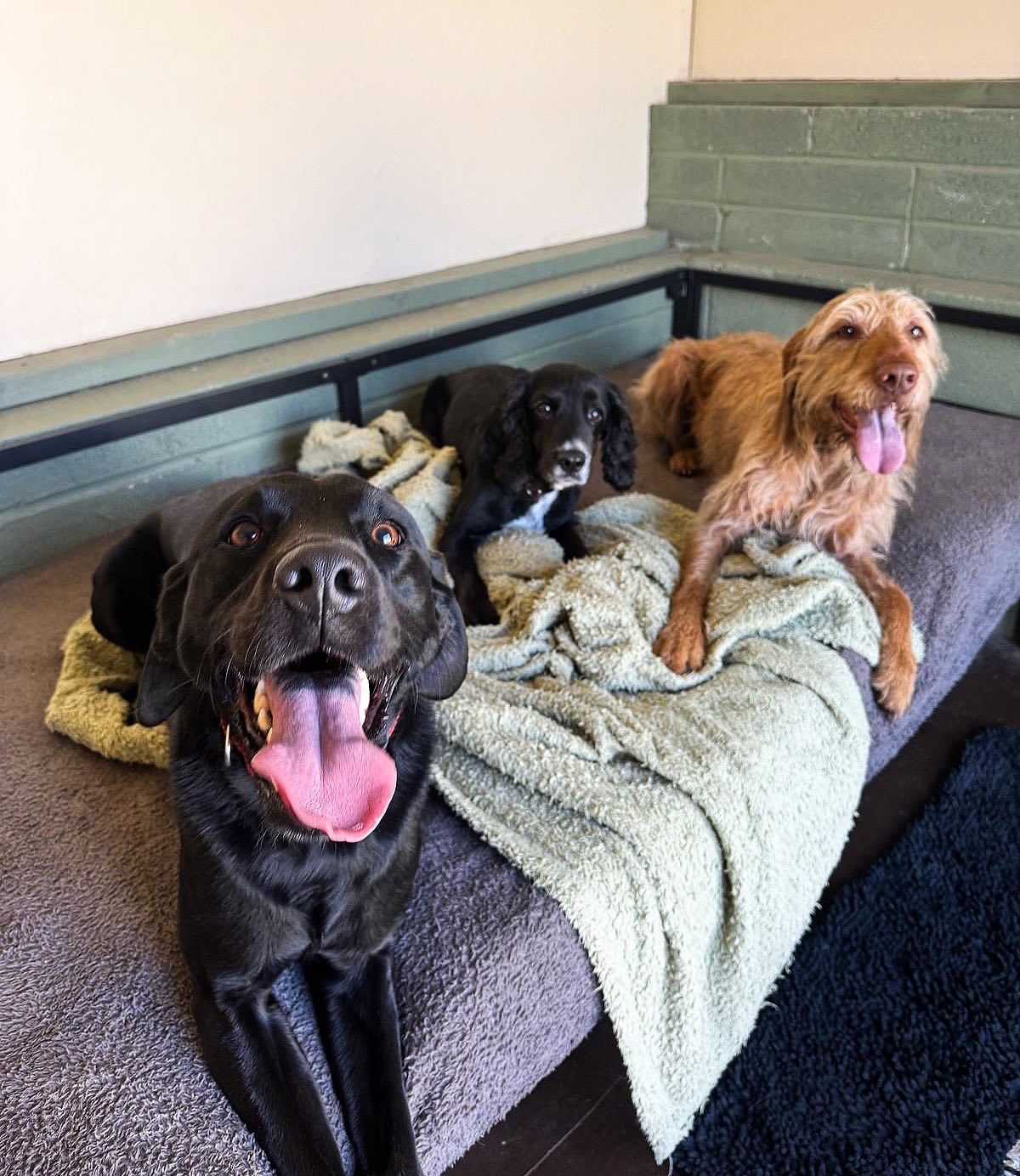 The cool gang 😎
#doglovers #spaniellove #labradorlove #vizslalove #dogboarding #dogkennels #doggang #happydogs #dogsholiday