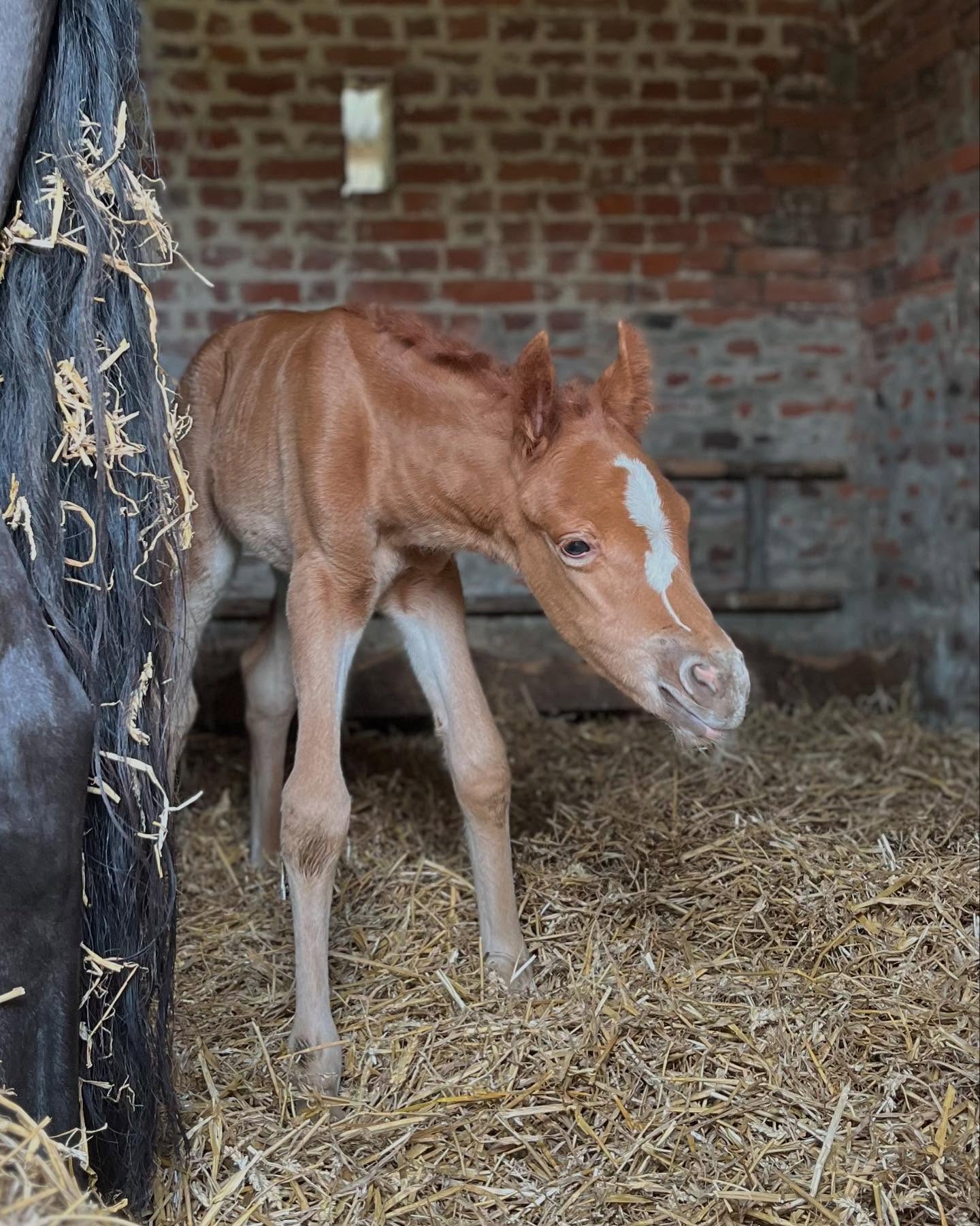 Bienvenue à PrettyGirl de JIMA