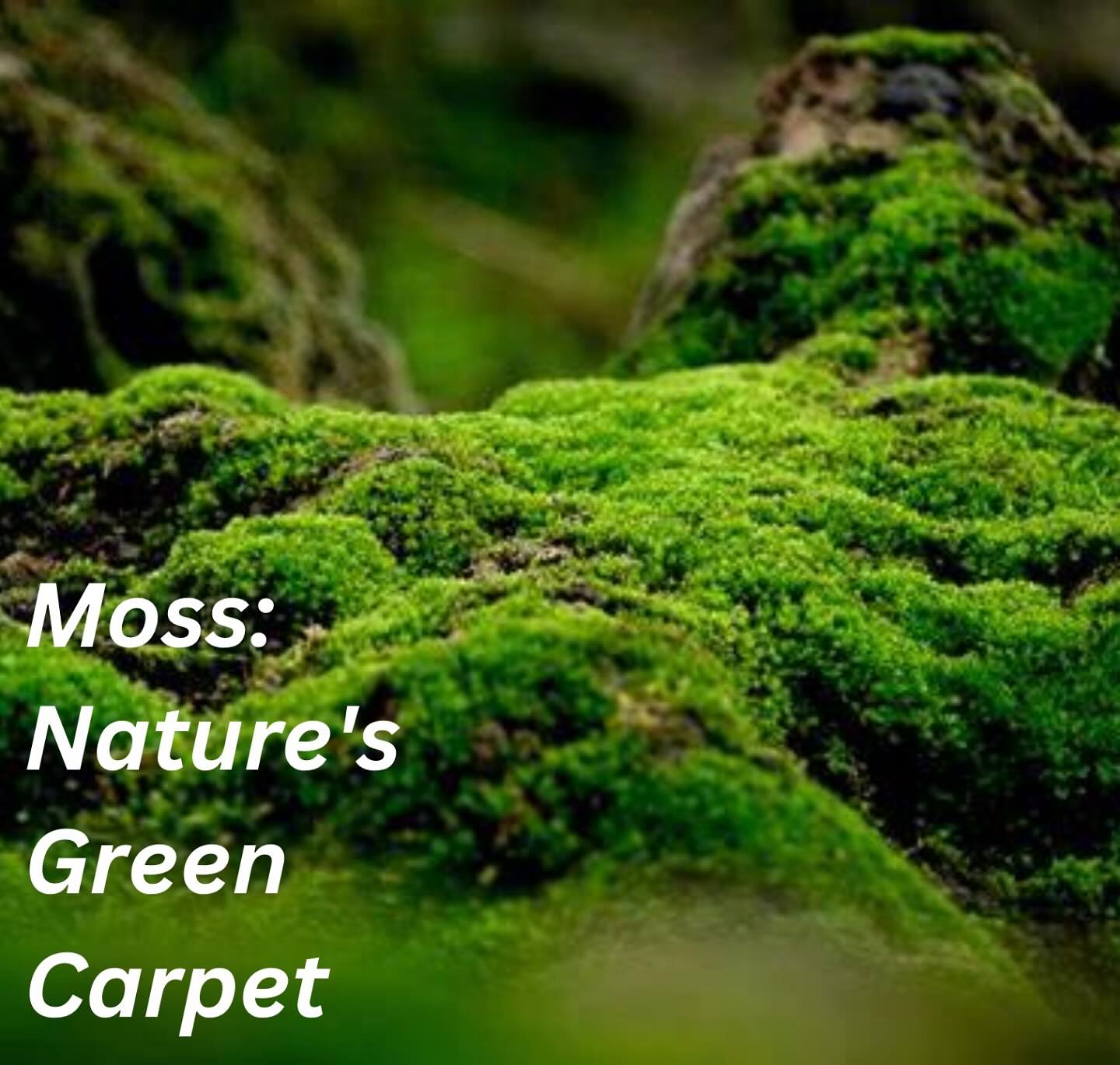 Mosses are the most simple of plants. The some 22,000 species of moss worldwide have no roots, flowers, fruits, or seeds. They are simply leaves and stems, each a unique creation designed for success. Each leaf is shaped to capture water. With no roots, they survive at the mercy of rainfall, but most are immune to death by drying. They may lose up to 98% of their moisture only to rejuvenate when it rains. Moss leaves only exchange oxygen and carbon dioxide when wet. Mosses are very sensitive to air pollution from vehicle exhaust and industry.
Source: Gathering Moss by Robin Wall Kimmerer