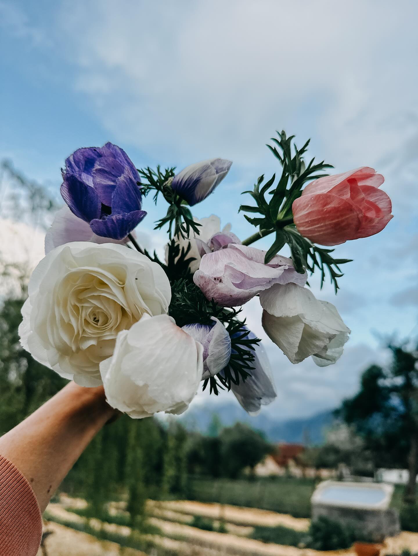 „Blumen wollen einfach blühen, sonst nichts. Und darin sind sie uns ein großes Vorbild.“
– Rainer Maria Rilke
#anemonen #ranunkeln #sonstnichts #frühlingsblumen #flowerlove #gardning #instaflowerlovers #slowflowers