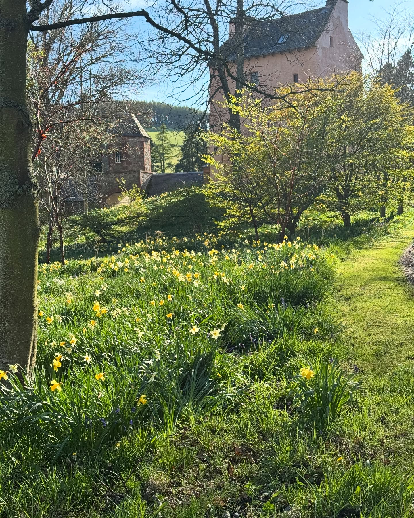 Planting and landscaping designed by my clever mother in the Scottish Borders #scotland #betula #spiral #landformearthworks #sculpture#landscape #landscapephotography
