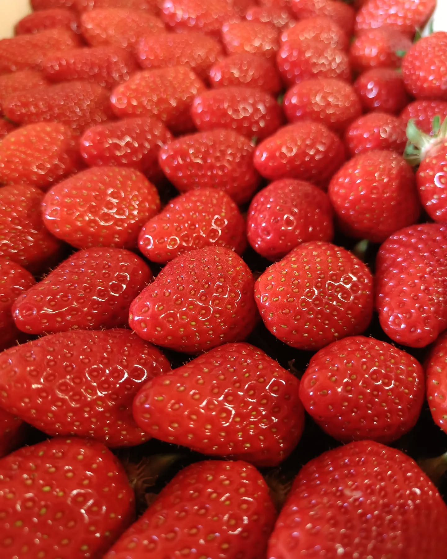 Ce weekend, opération fraises dans votre jds 🍓 Retrouvez également les premières tomates , aubergines, concombres et pommes de terre primeurs 🍅