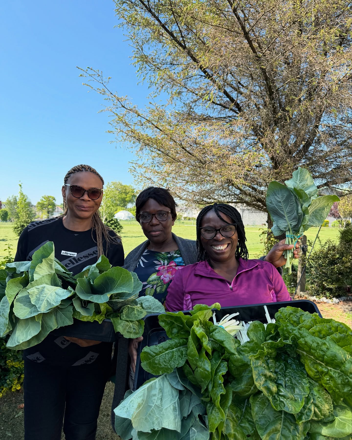Celebrating sisterhood, sunshine, and the joy of harvest! Our amazing women volunteers gathered fresh organic kale and spinach straight from the garden today. Nothing beats the power of community and growing our own food with love and laughter! #WomenInGardening #OrganicHarvest #CommunityGarden #PositiveVibes #KaleYeah #SpinachLove #GrowTogether