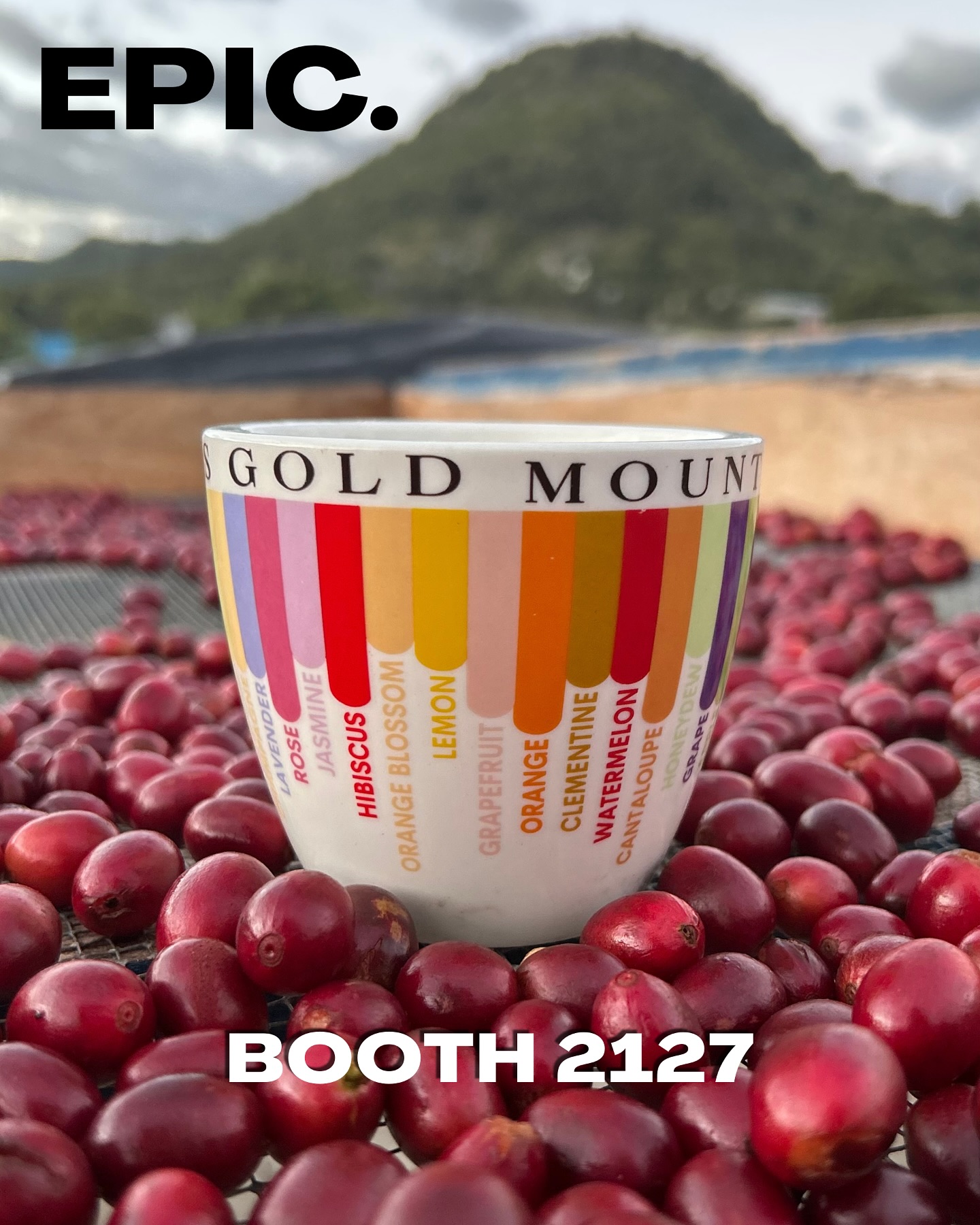 🥄 SCA Houston. Booth 2127. Epic cuppings.
🗓️ Friday at 11am, 1pm & 3pm.
🗓️ Saturday at 8:45am, 11am, 1pm & 3pm.
🗓️ Sunday at 8:45am, 11am & 1pm.
🔗 Sign up using the link in our bio 🔗
You’ve probably never tasted a table this amazing in your lifetime, no joke. Epic. Positive impact.
#greencoffee #specialtycoffee #nicaragua #naturalprocess #honeyprocess #coffeesourcing #maracaturra #goldenbeannorthamerica #directtrade #directtradecoffee #sustainablecoffee #biodynamiccoffee #coffeeroasting #coffeefarm #sampleroasting #goldmtncoffee #cofermentation #coffeefermentation #carbonicmacerationcoffee #nicaraguancoffee #fightingpoverty #cofermentcoffee #maragogype #scahouston #fruitfermentcoffee #fruitfermentationcoffees #scahouston2025 #coffeecupping #thirdwavecoffee