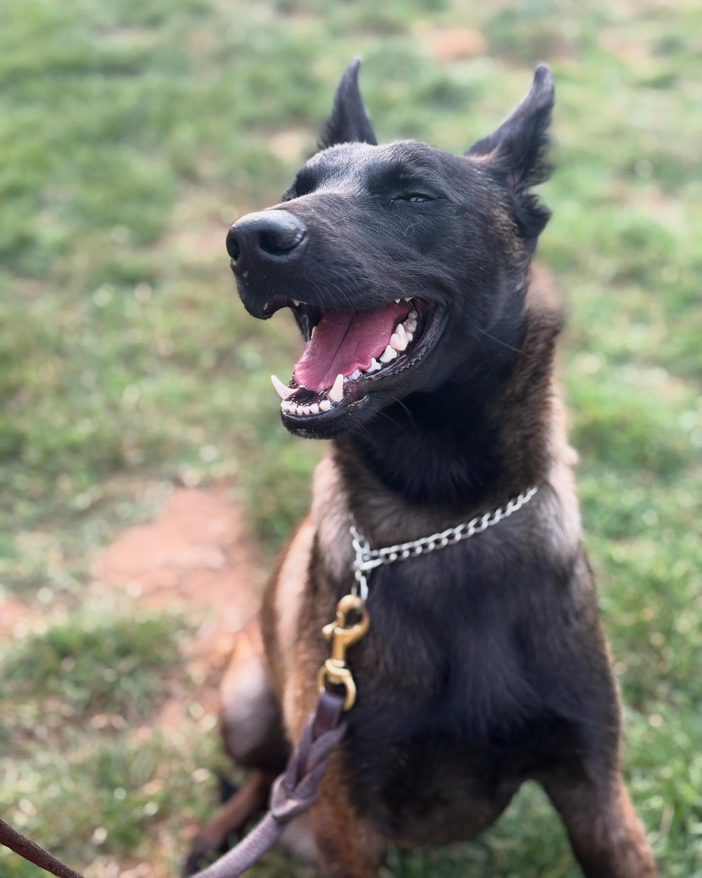 Welcome Alita, Roxy, and Rex to the pack! All very sweet and high-energy pups here for our 3-week board & train program. We have a lot of work to get done, but are excited! 🐾🐶