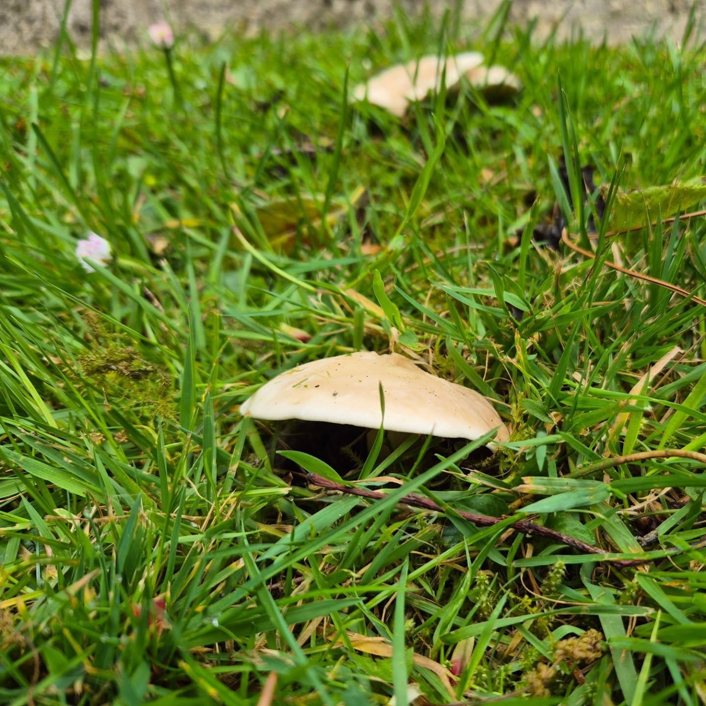 The field #mushrooms are starting to bump into life
What's are other #ukforagers finding in their areas currently?
Mush love 💜