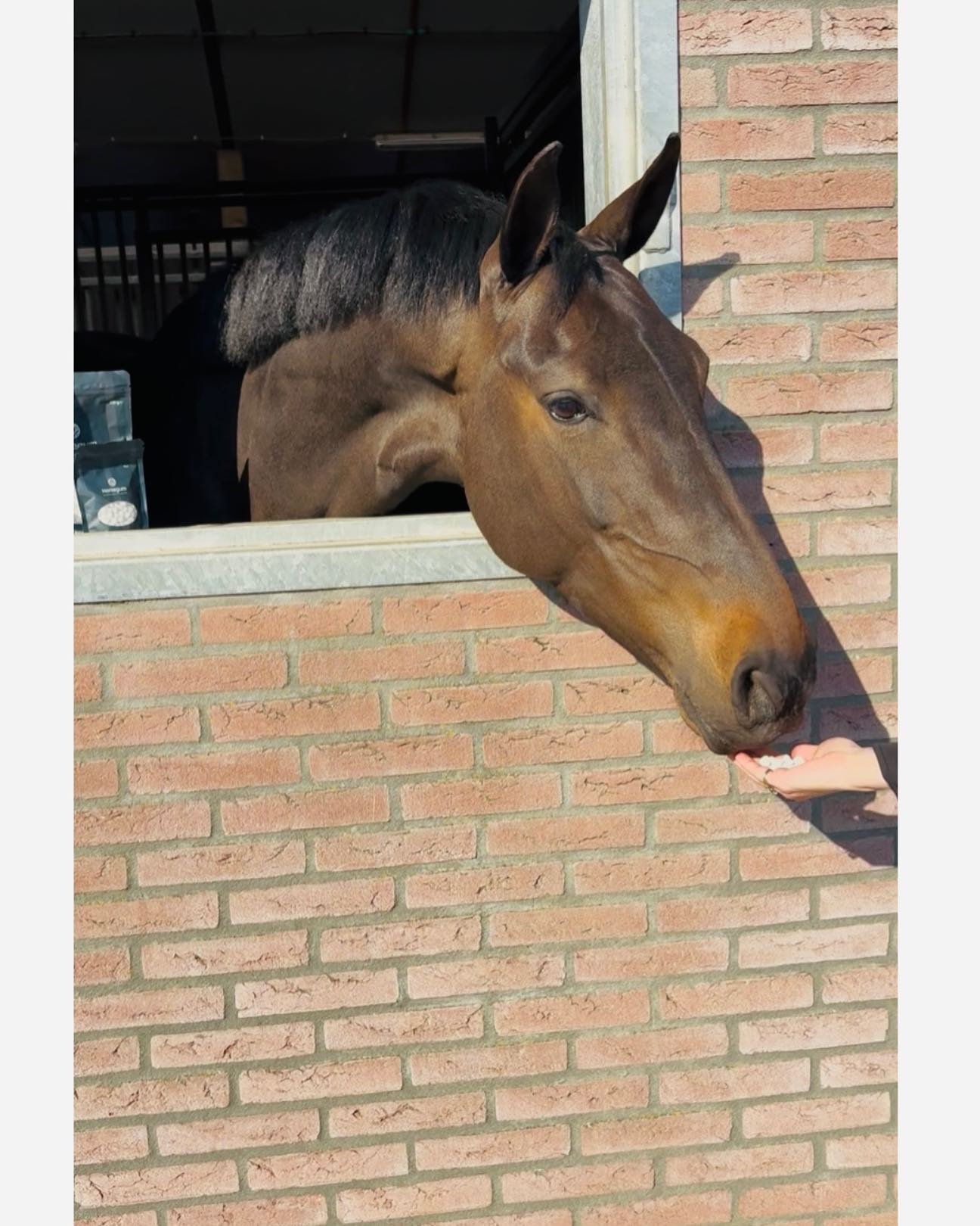 I love my horsegum! For better contact with your horse! #horsegum#teethgrindingtreatment#tandenknarsen#nageeflijkheid#aanleuning