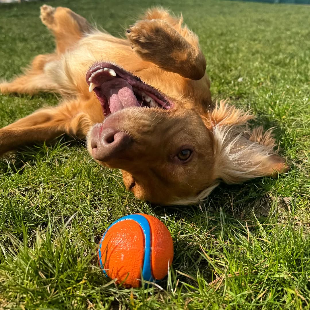 What's more fun than rolling around in the sunshine 🌞
#funnydog #dogshavingfun #doglife #dogboarding #dogboardingbusiness #cockerspaniel #goldencocker
