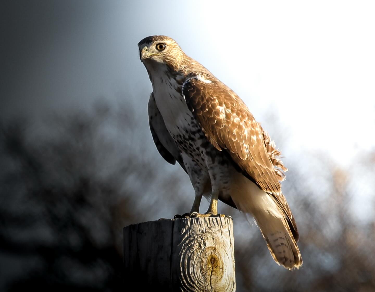 Did you know the oldest red-tailed hawk to ever be recorded was over 30 years old?
Canon R5 & Canon RF 100-500mm f4.5-7.1 L IS USM
#redtailedhawk #hawk #bird #birdfreaks #birds_nature #nebraska #nebraskaphotographer #nebraskaphotography #wildlife #wildlifephotography #wildanimals #birding #birdsofprey #nebraskawildlife #discovernebeauty