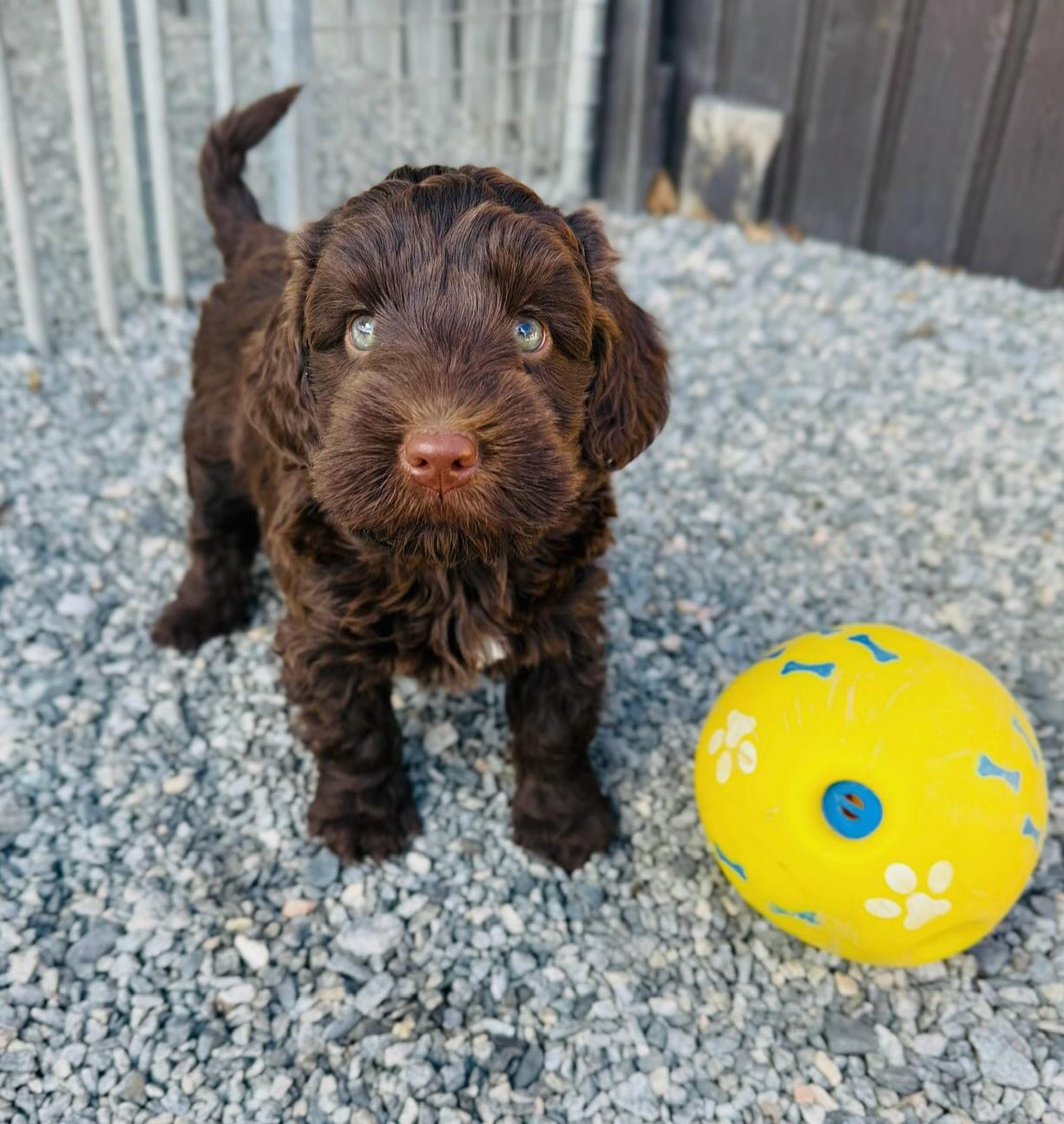 Påsken er i gang🐣🐣😎☀️ #puppy #puppylife🐾 #puppylove #australiancobberdog #cobberdog #cobberdogsofnorway #cobberdogpuppy
