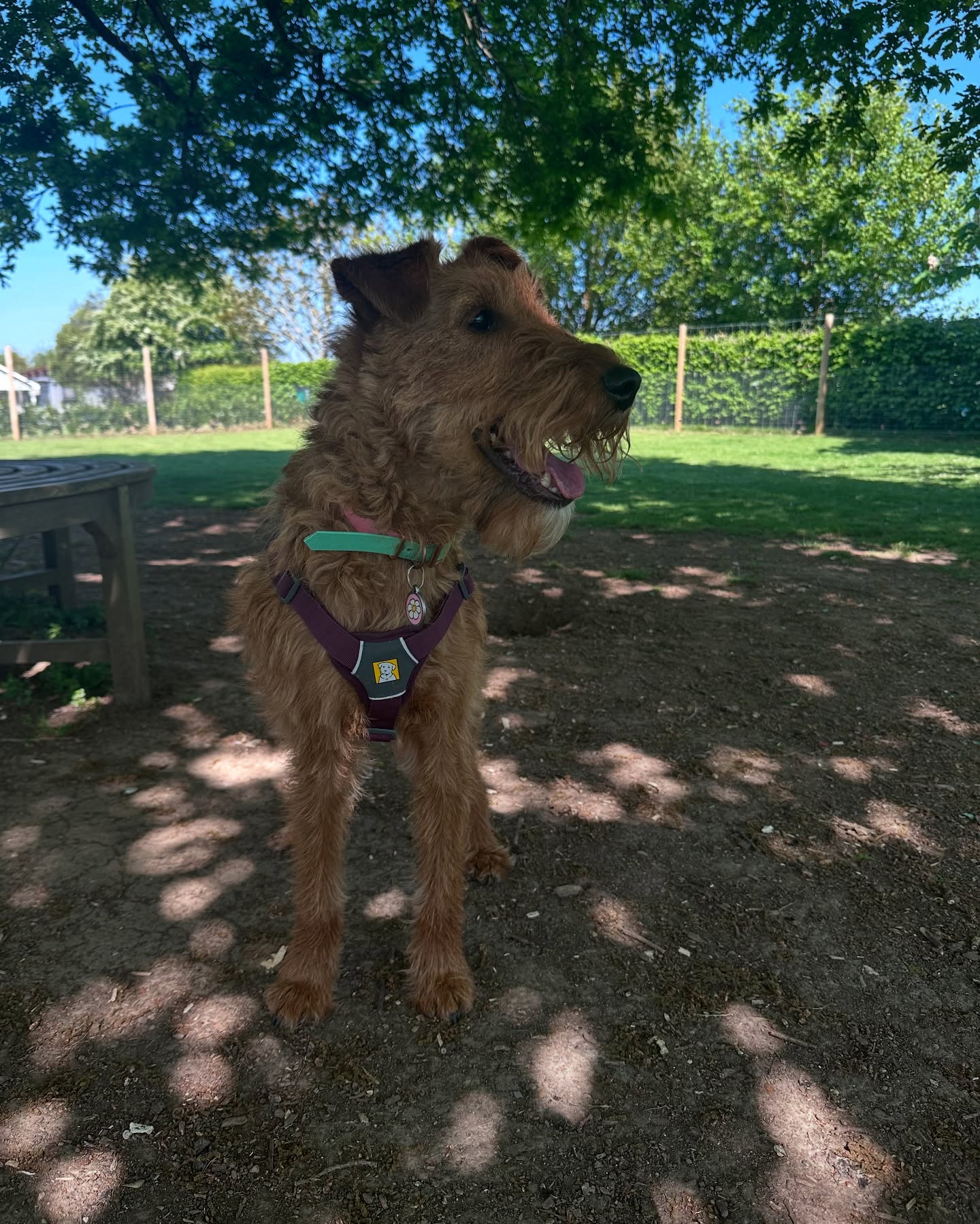 What lovely weather we are having! ☀️
With higher temps this week, just a reminder for this weeks sessions:
- Please keep your dog nice and cool in shady areas or indoors. We don’t want overheated and stressed doggies! 🥵
- Provide plenty of water that they can get to if needed 💧
-As ever, sessions are at your pet’s pace. If they are getting too hot to focus on exercises or certain treatments, we will adapt to gentler sessions 🐾