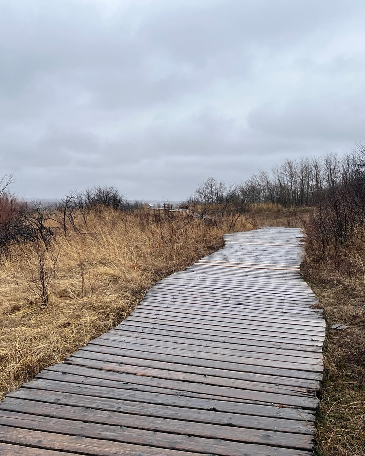 Crocuses, snow on river, and vibrancy of colours from this raining overcast day. Cleansing, clearing, and renewal.