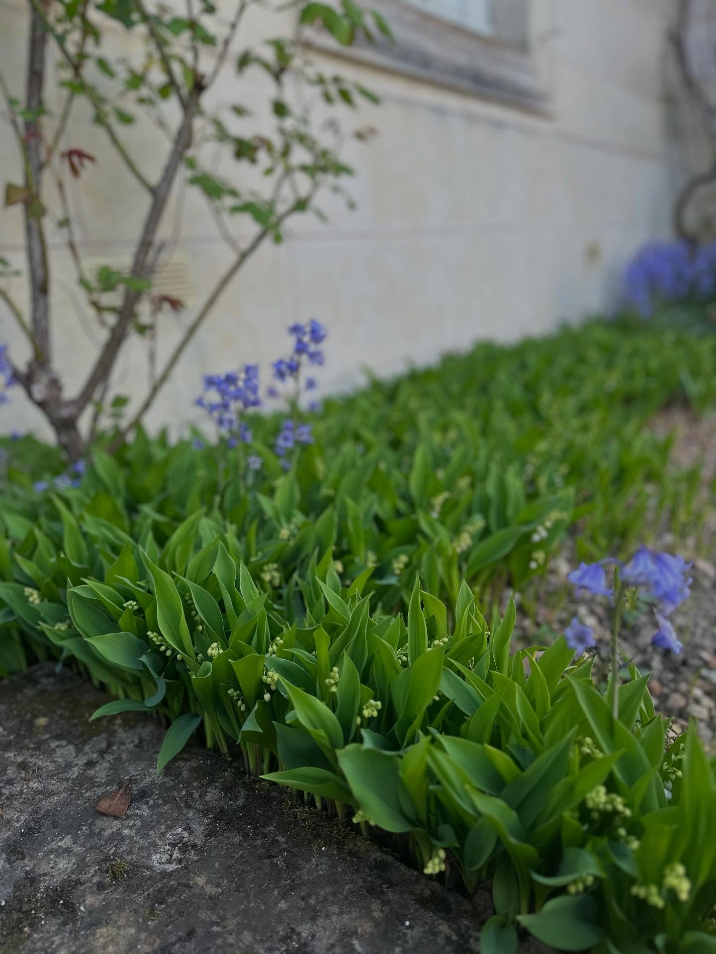 Easter, french countryside.
Peonies exploding and lily of the Valley ready for invasion.
.
#lilyofthevalley #muguet #pivoines #pivoinesarbustives #vivelacampagne #campagne