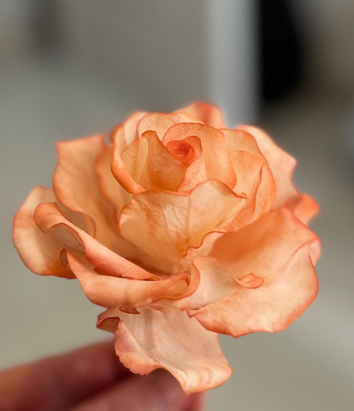 Rose en pâte à sucre
Sugar rose
#snpatisseries #sugarrose #cakedesigner