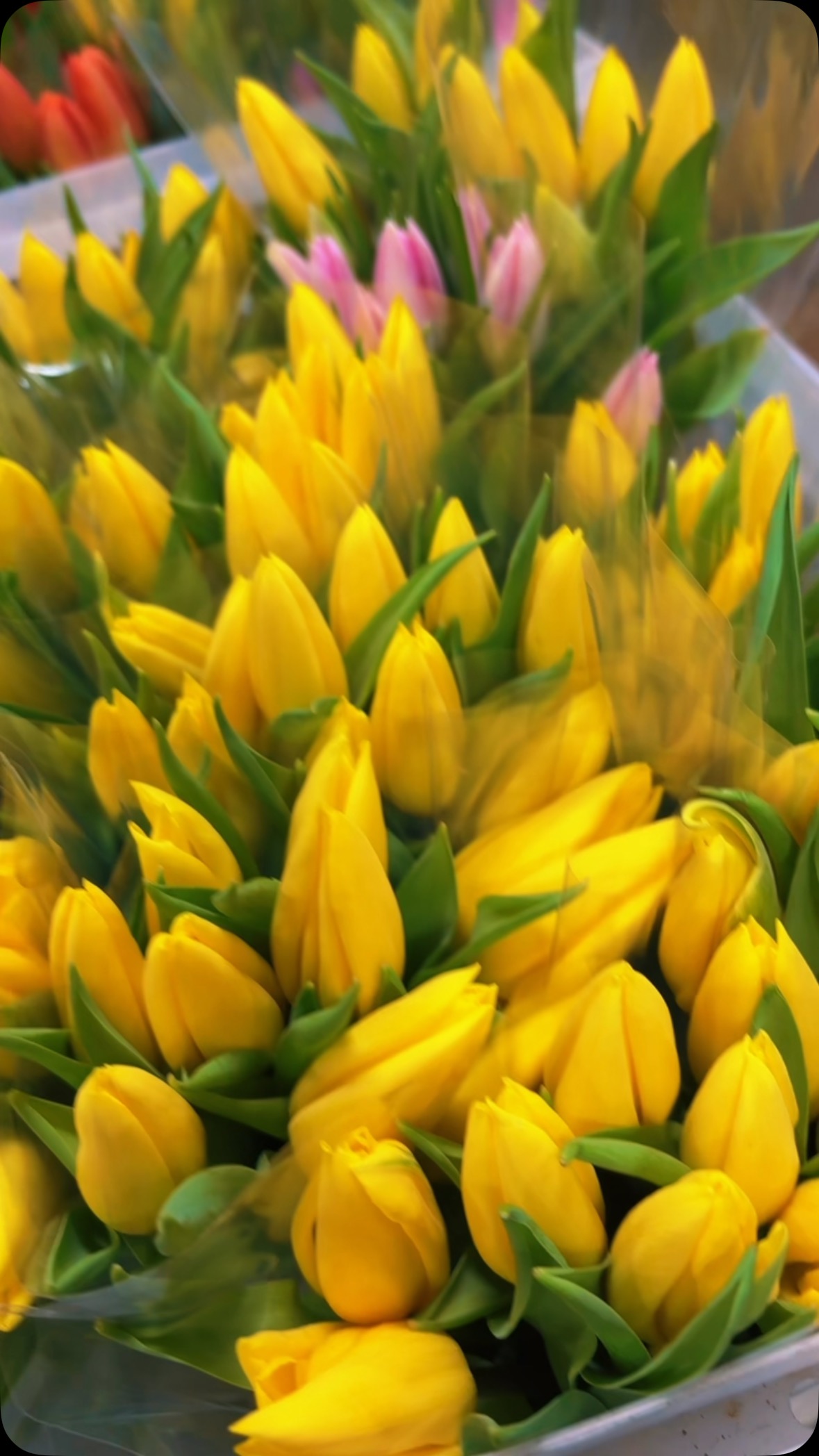 Blooming into our Easter Era 💐✨ w/ @angelb6972!
.
.
.
.
.
#flowers #direct #tennessee #good #friday #cookeville #chattanooga #knoxville #spring #season