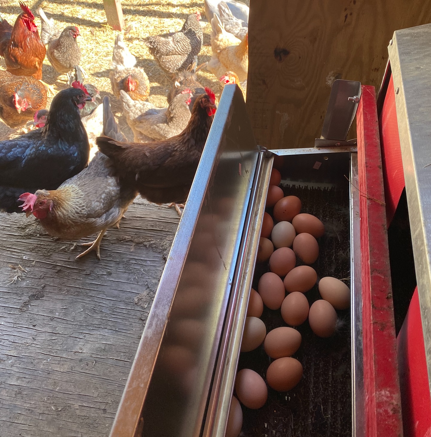 Loving our @_hengear_ nesting box. 20 beautiful clean eggs today.
#cleaneggs #hengearnestbox #chickens #chickensofinstagram #cluckcluck #farmfresheggs #pastureraisedchickens #farmlife