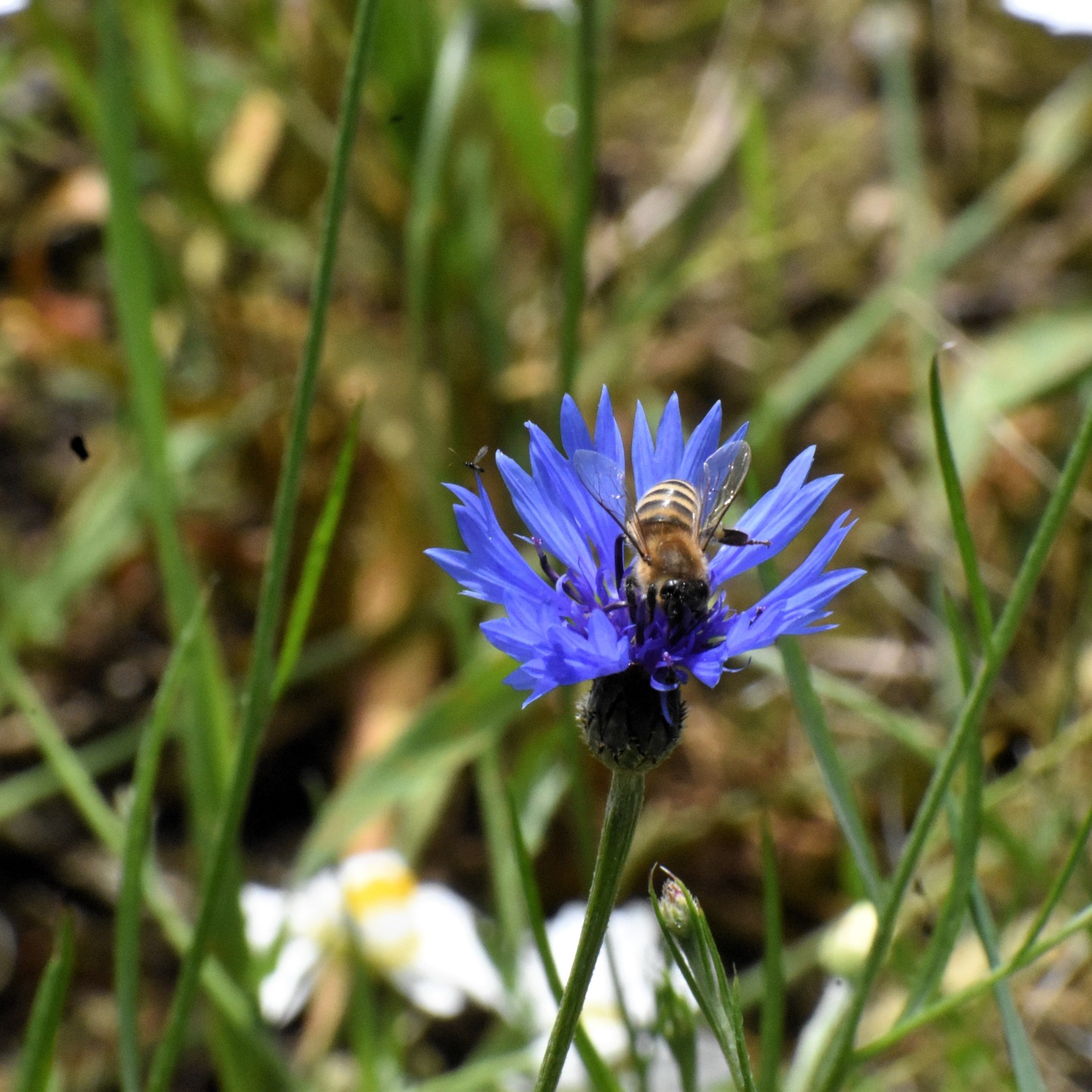 Eve- First woman, wife and mother. Her story is one of Forgiveness, Restoration and Praise to God. Visit www.sewingseedsforoursavior to read more.