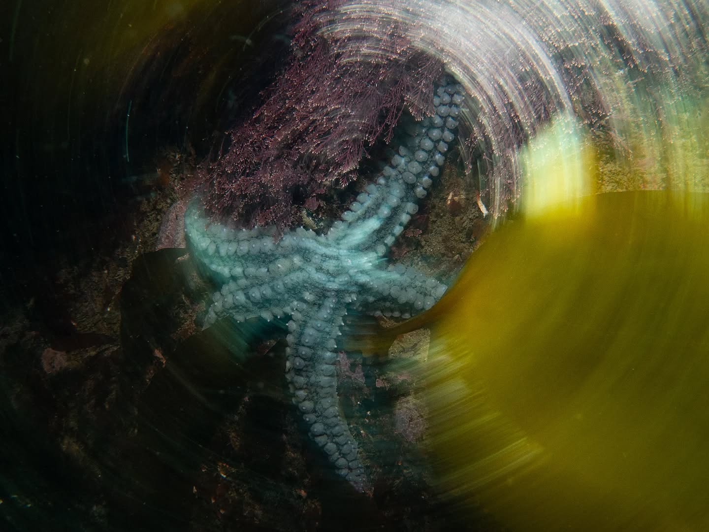 Been busy recently so have a load of images I want to share. Experimenting with some slow shutter with strobe underwater. Got some more shots to post soon
#photographer #photo #padi #ukdiving #underwaterphoto #ukwildlife #diving #underwater #underwaterphotography #starfish #marinebiology #marine #marinelife #art #slowshutter #nikon #nauticam #nikoncreators