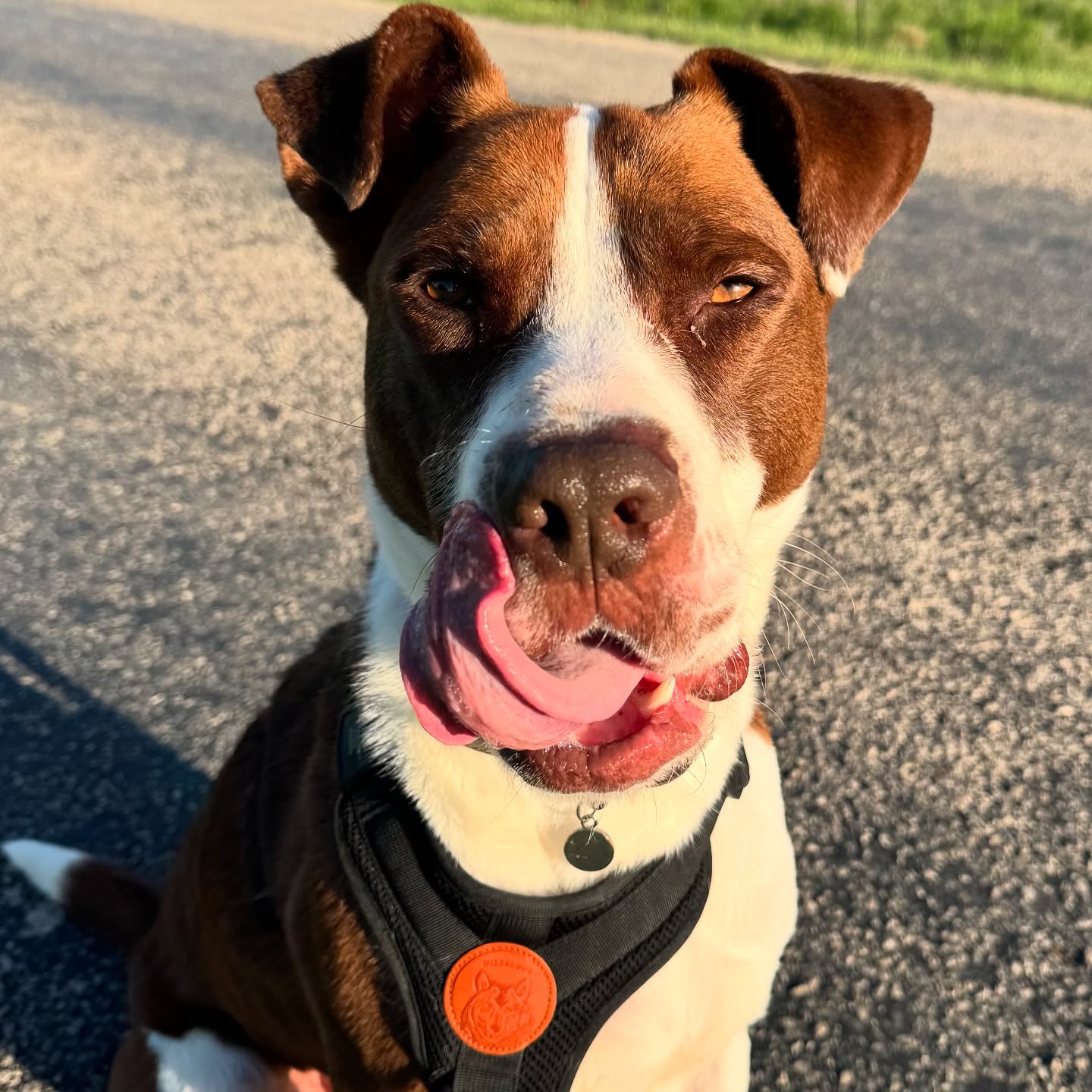 Dexter 🧡
He was scheduled for euthanasia the day before his family rescued him! Thank you to the Angels who chose to rescue.
Happy Easter!
#rescue #dogrescue #dogsofinstagram #petsitter #boerne #fairoaksranch